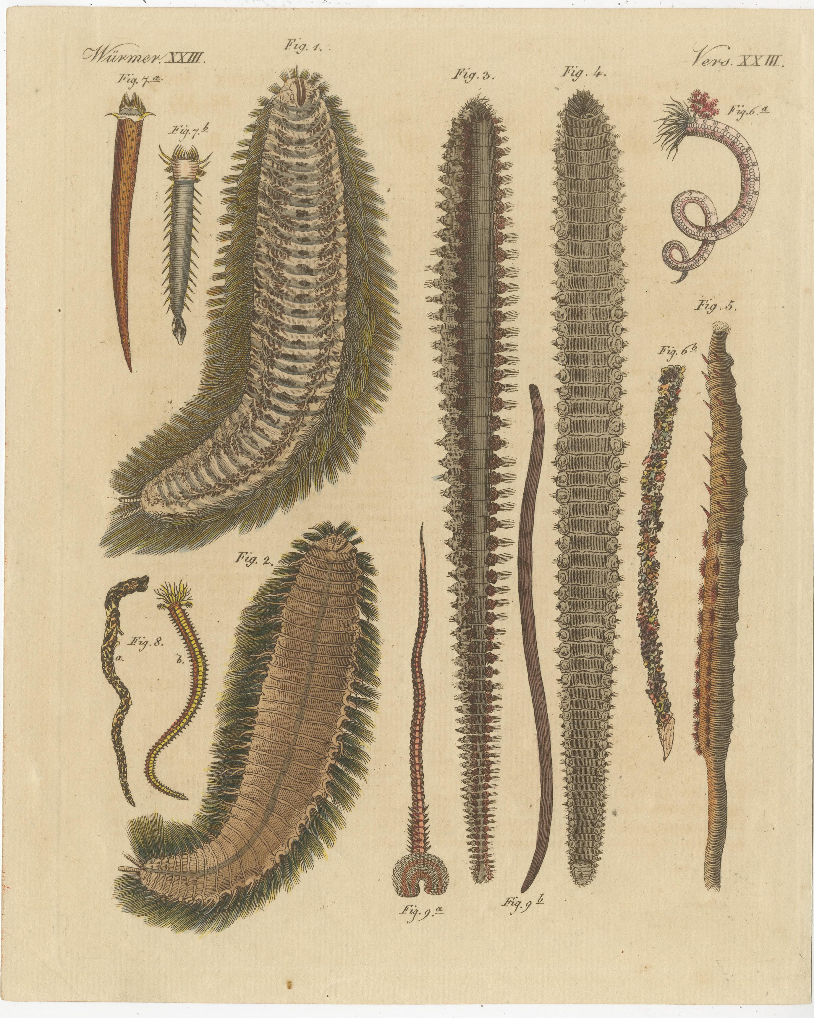 Set of two original antique prints of various sea worms or marine worms. These prints originate from 'Bilderbuch fur Kinder' by F.J. Bertuch. Friedrich Johann Bertuch (1747-1822) was a German publisher and man of arts most famous for his 12-volume