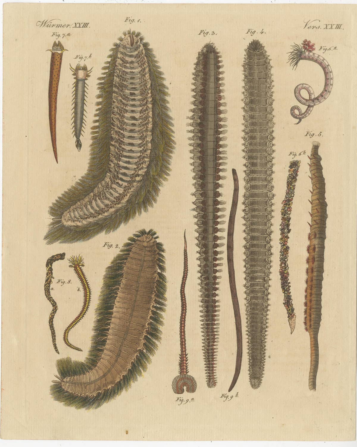 Set of 2 Antique Prints of various Sea Worms or Marine Worms
