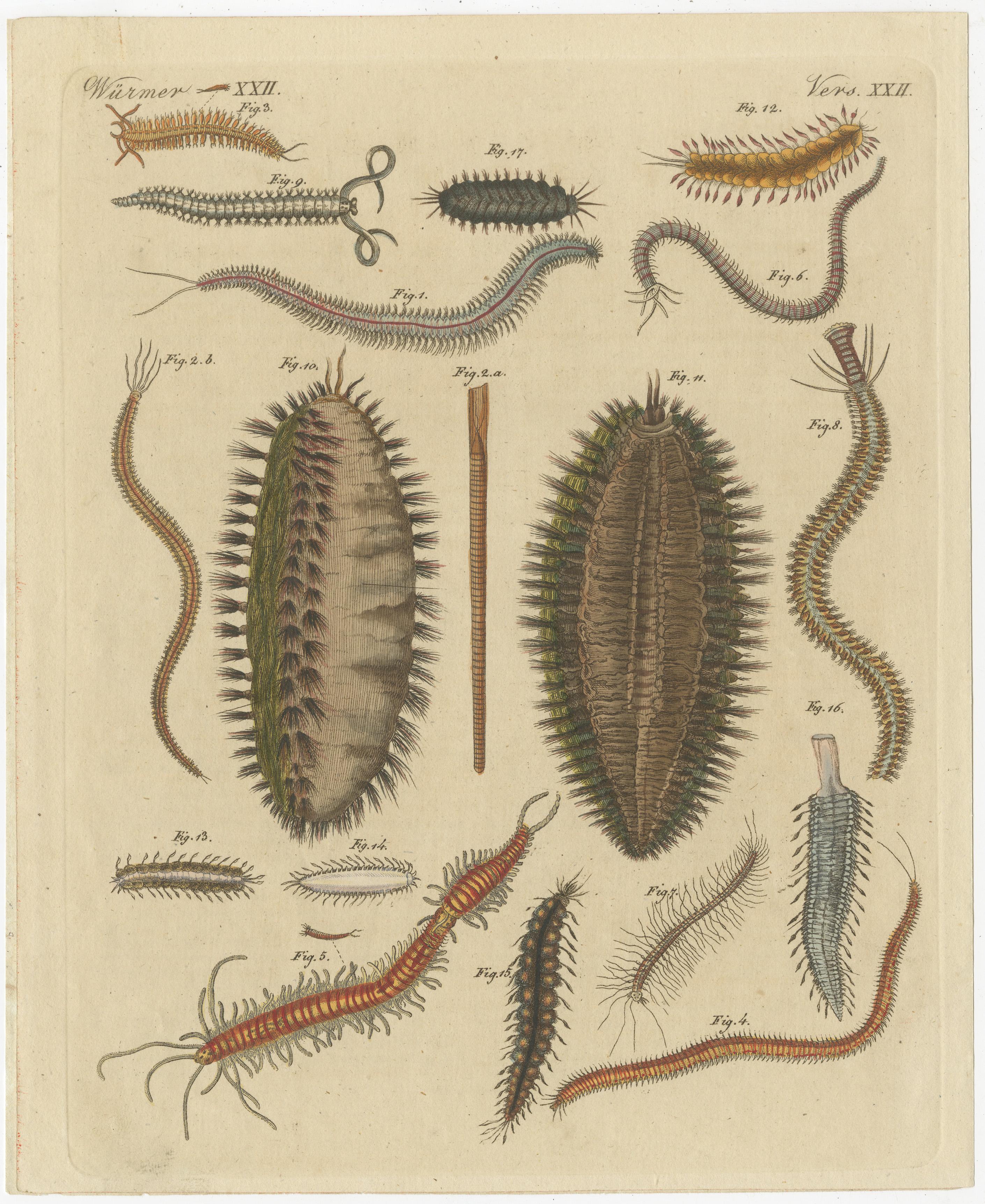 seaworms