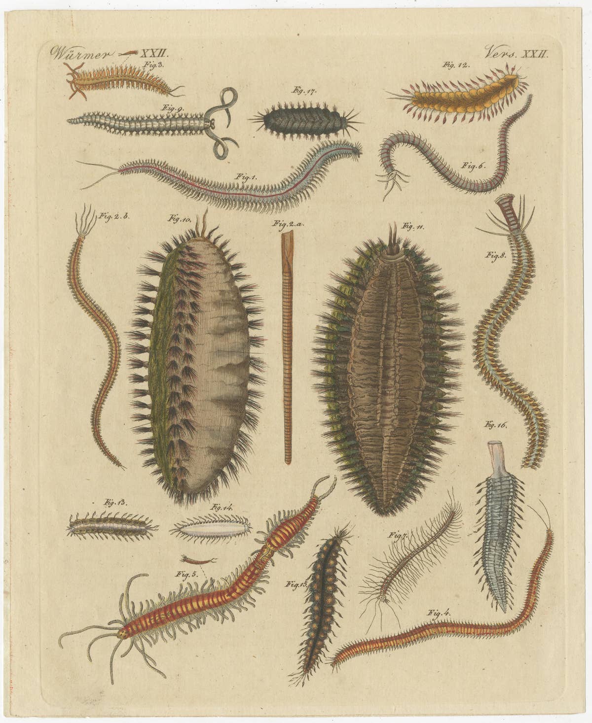 Set of 2 Antique Prints of various Sea Worms or Marine Worms