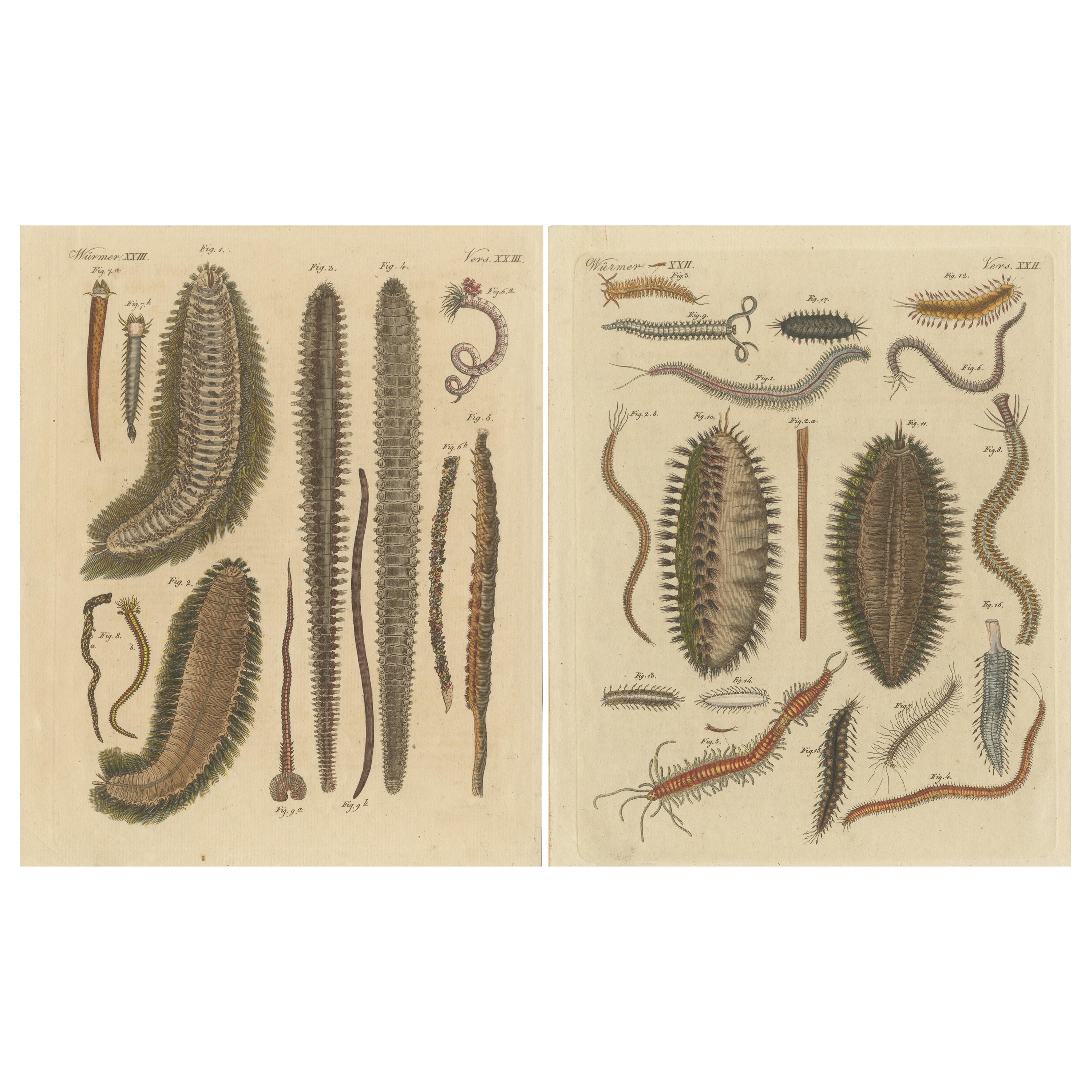 Set of 2 Antique Prints of various Sea Worms or Marine Worms