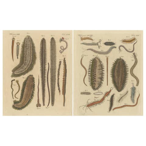 Set of 2 Antique Prints of various Sea Worms or Marine Worms
