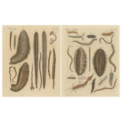 Set of 2 Antique Prints of various Sea Worms or Marine Worms