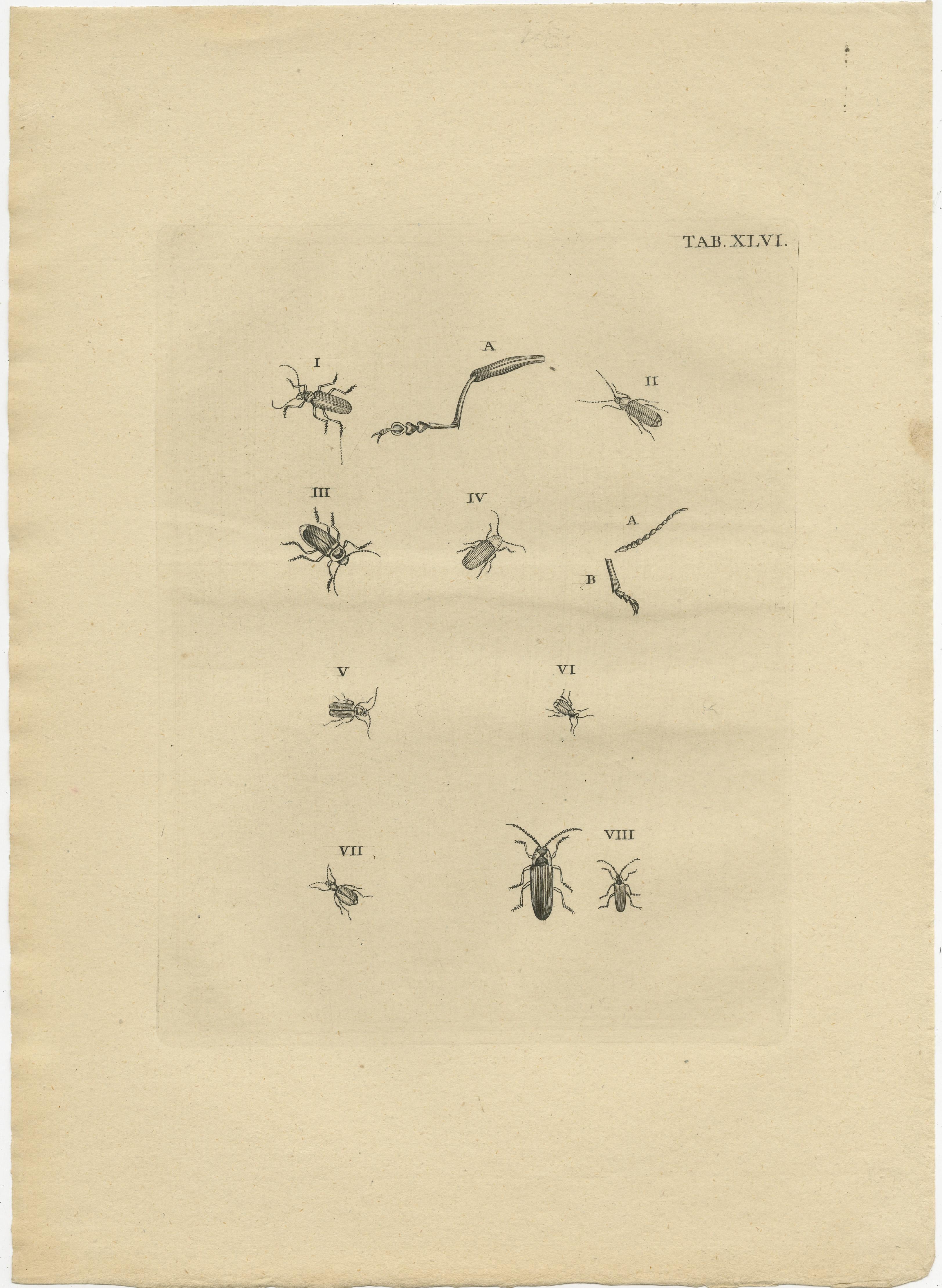 Ensemble de deux impressions originales anciennes de petits insectes / coléoptères. Ces impressions proviennent très probablement d'une édition de l'ouvrage rare 
