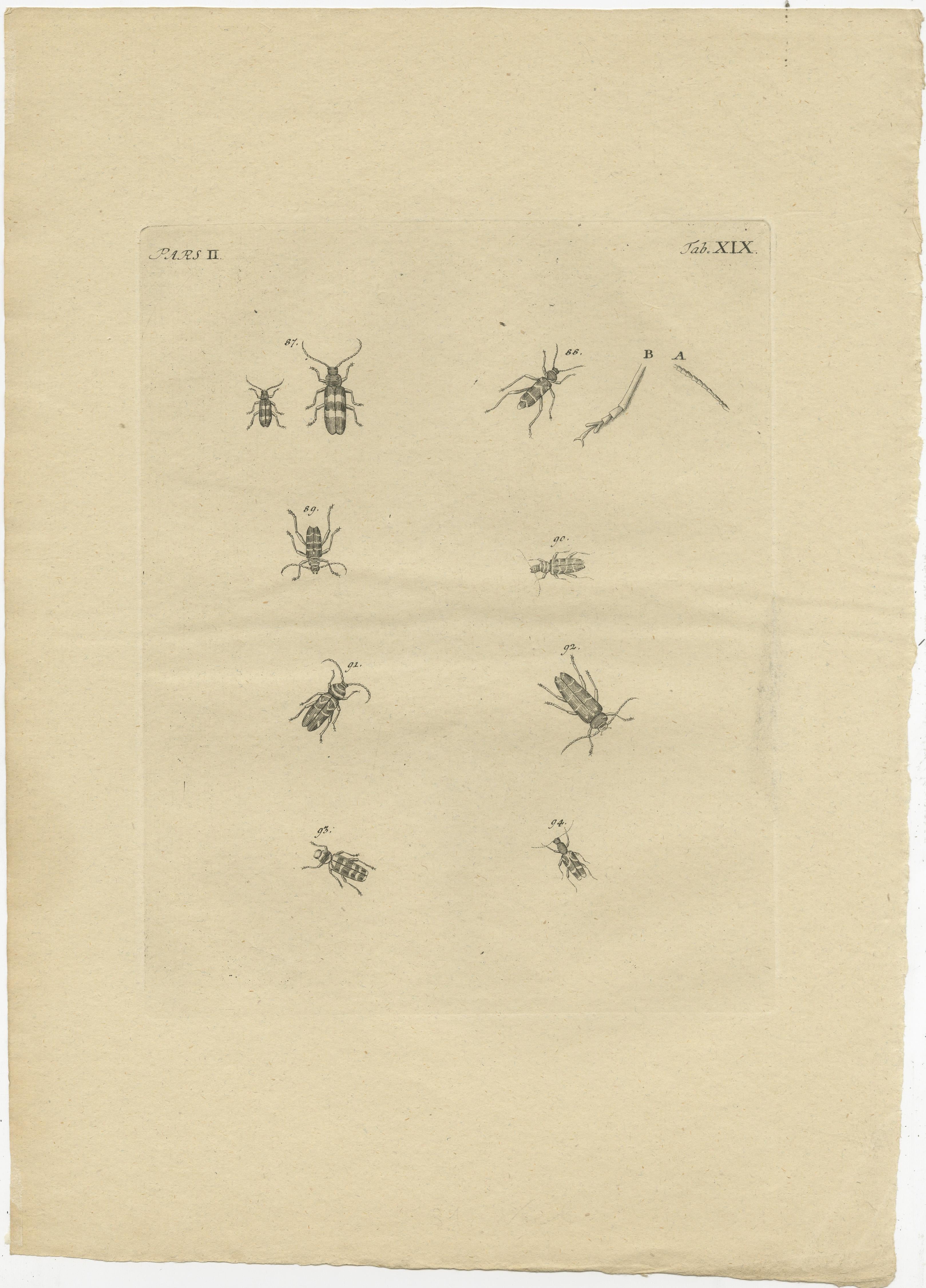 Set of 2 Antique Prints of Various Small Beetles In Good Condition For Sale In Langweer, NL