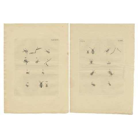 Set of 2 Antique Prints of Various Small Beetles