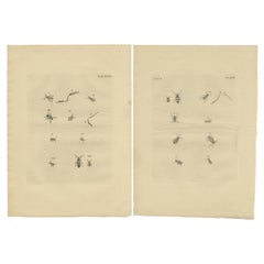2er-Set antiker Drucke verschiedener kleiner Käfer 