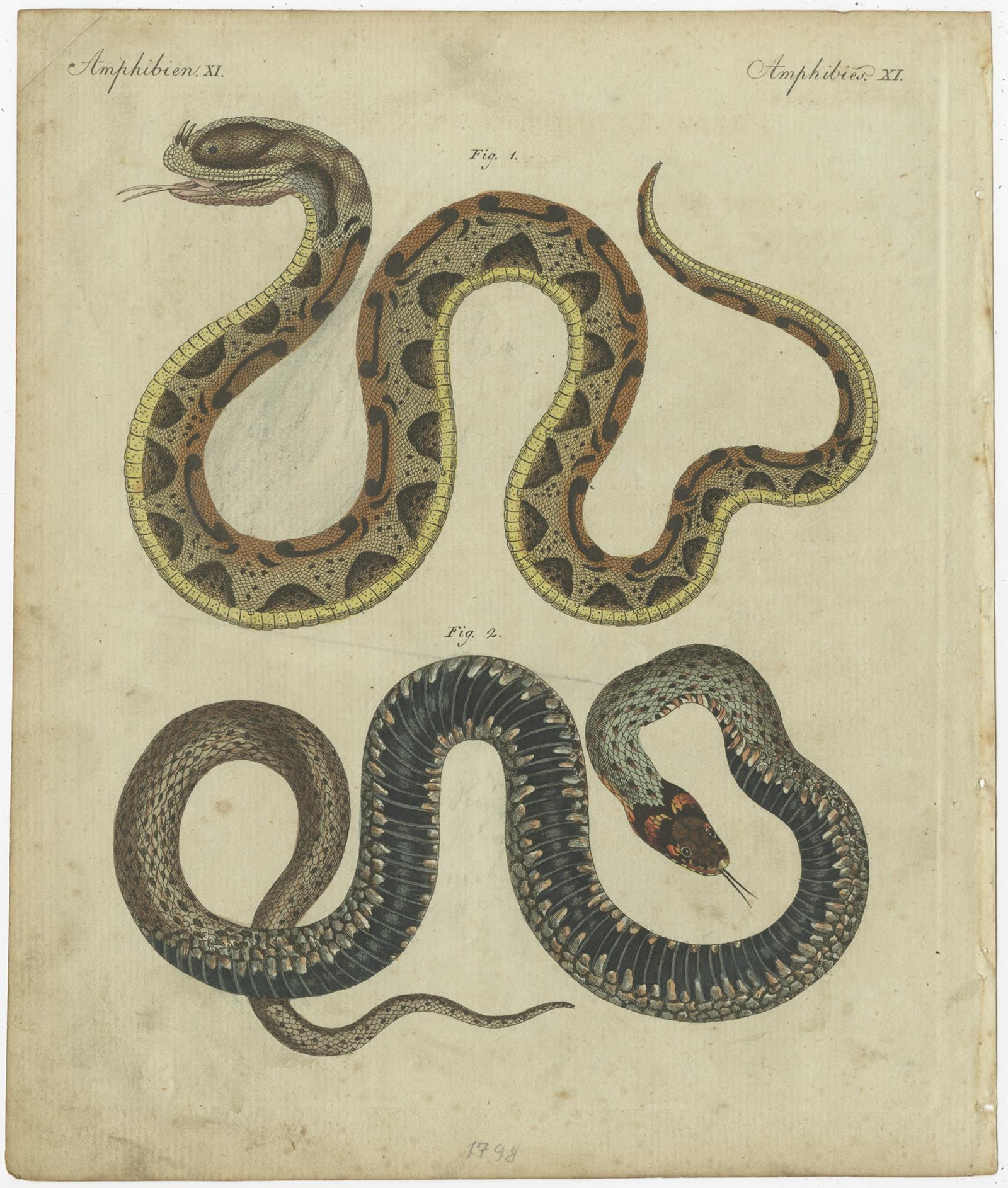 Ensemble de deux gravures anciennes représentant divers serpents, dont le boa constrictor, le boa de l'arbre émeraude, la vipère rhinocéros et le python des tapis. Ces tirages proviennent du 