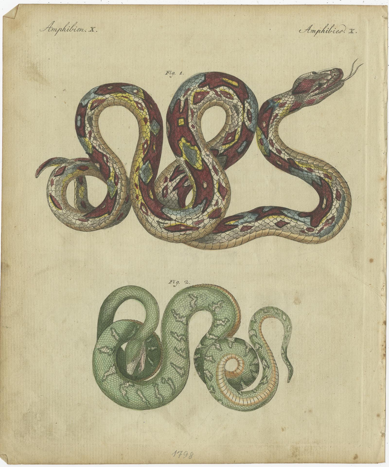 Set of 2 Antique Prints of Various Snakes by Bertuch, circa 1800 In Fair Condition For Sale In Langweer, NL