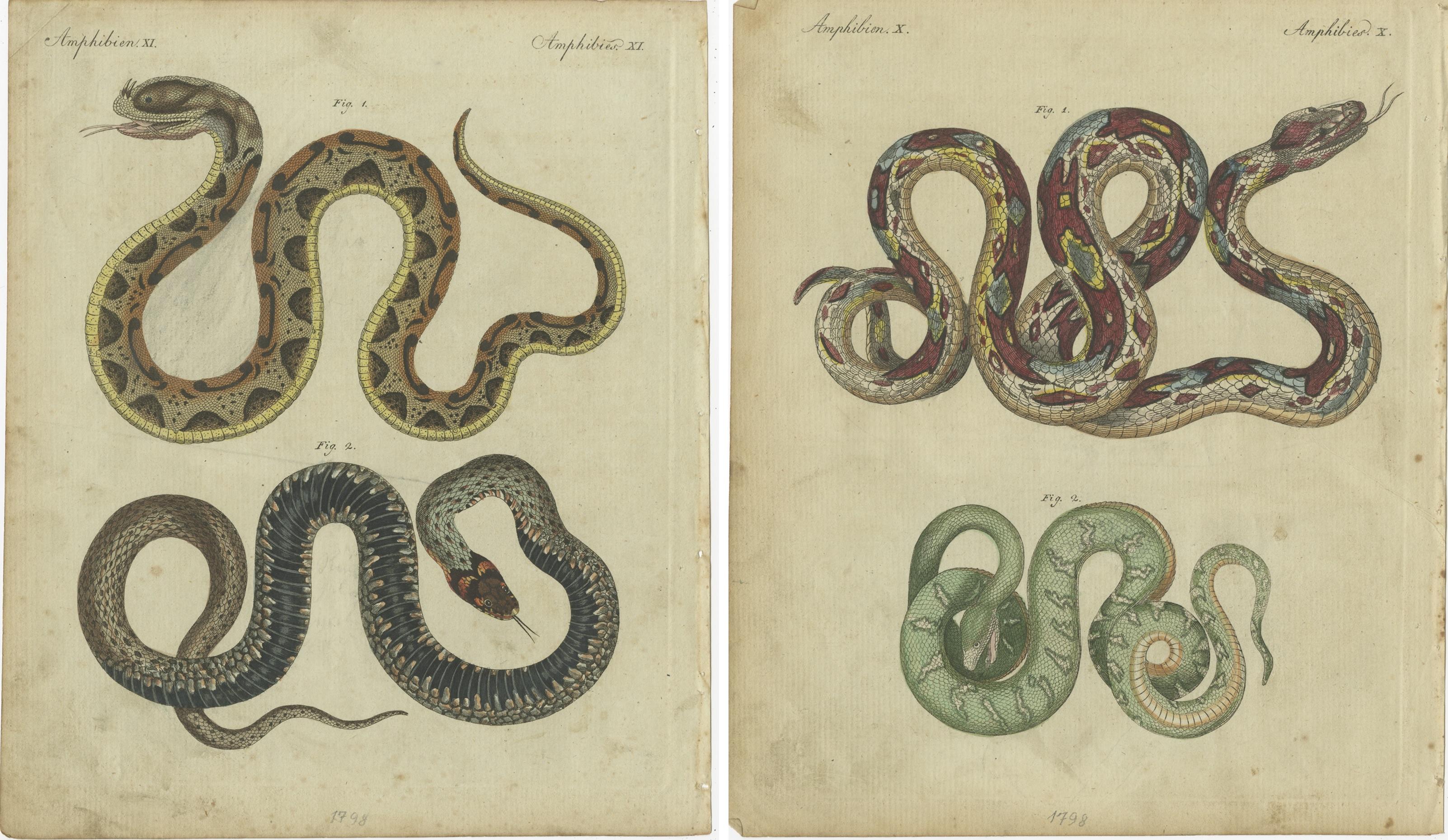 19th Century Set of 2 Antique Prints of Various Snakes by Bertuch, circa 1800 For Sale