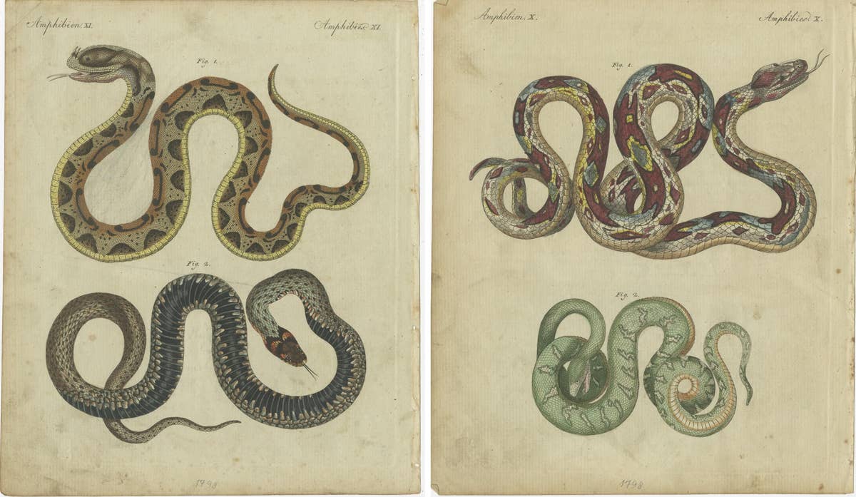 Set of 2 Antique Prints of Various Snakes by Bertuch, circa 1800