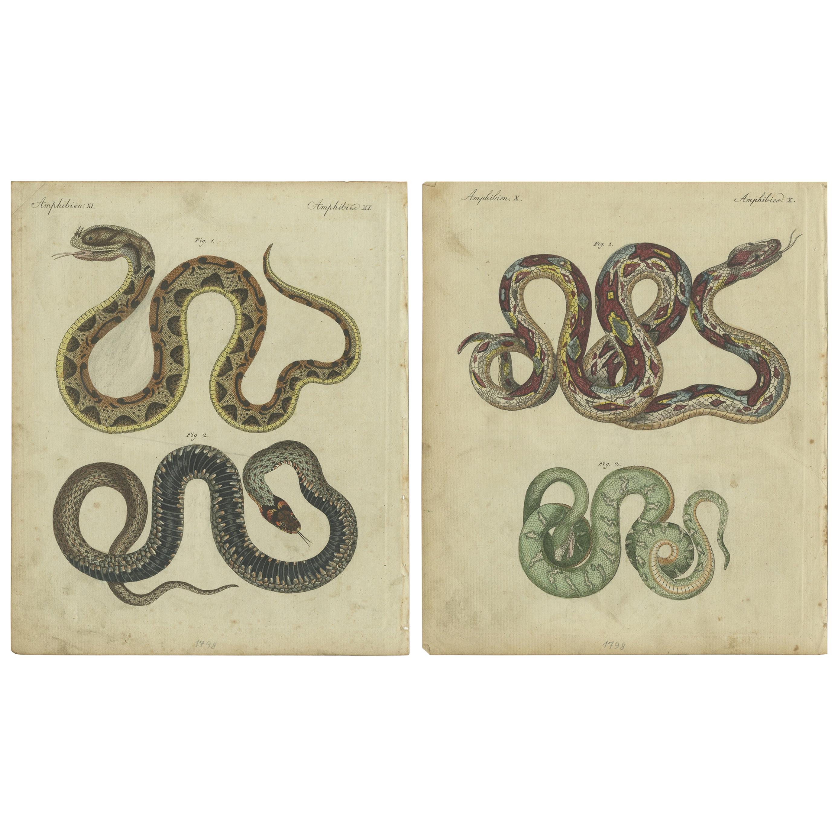 Set of 2 Antique Prints of Various Snakes by Bertuch, circa 1800