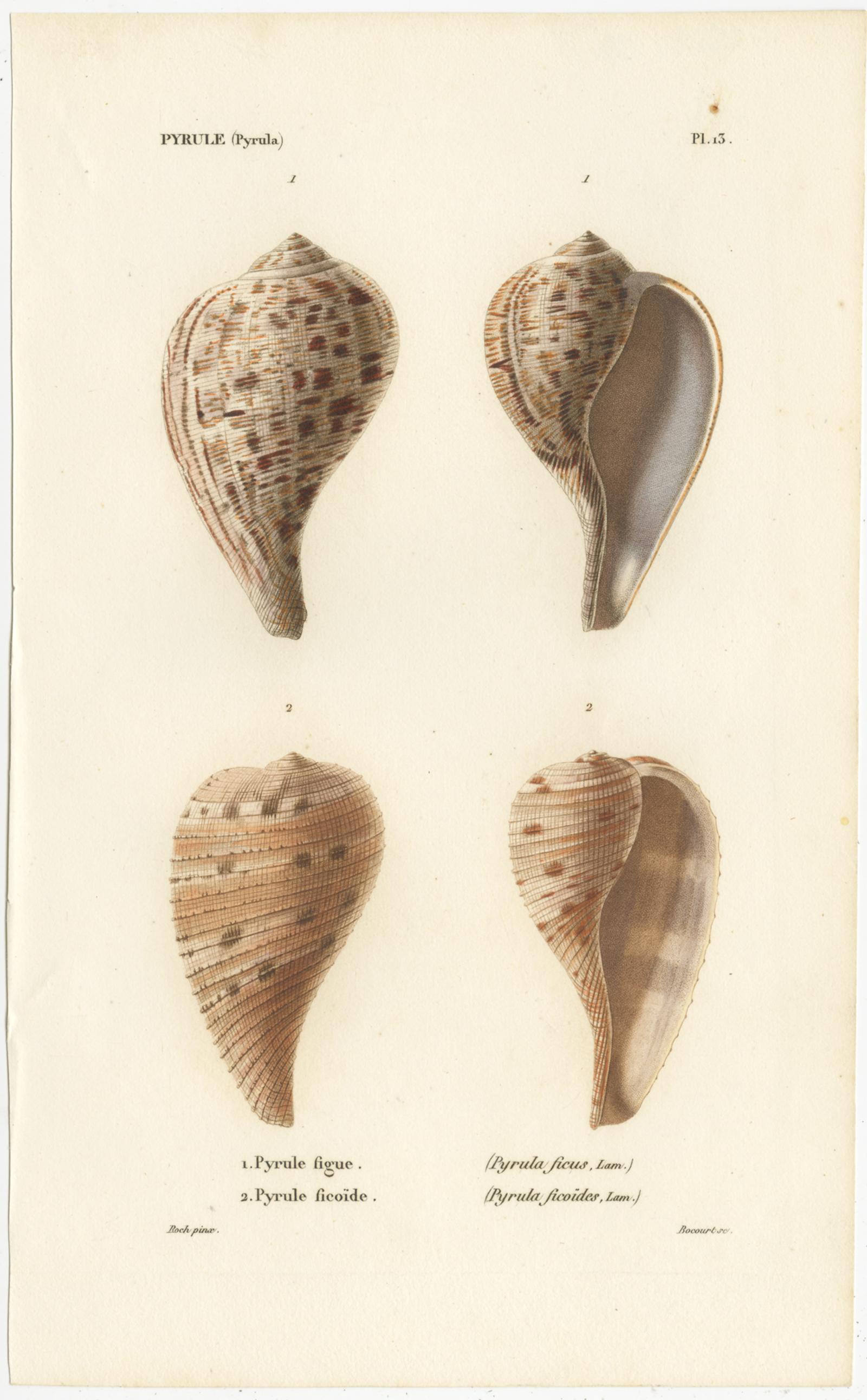 Set of two antique shell prints titled 'Pyrule'. These prints originate from 'Species général et iconographie des coquilles vivantes' by Louis-Charles Kiener. Published, circa 1840.