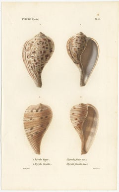 Set of 2 Antique Pyrula Shell Prints by Kiener, 'circa 1840'