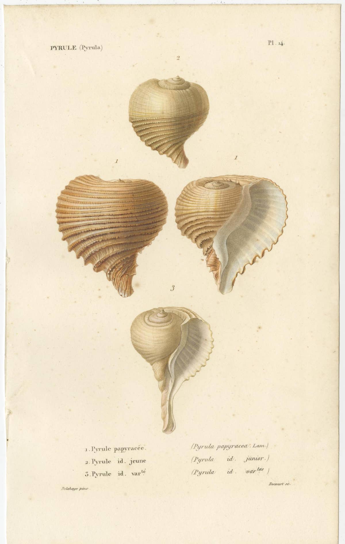Set of 2 Antique Pyrula Shell Prints by Kiener, 'circa 1840'