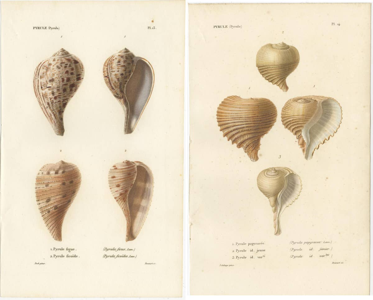 Set of 2 Antique Pyrula Shell Prints by Kiener, 'circa 1840'