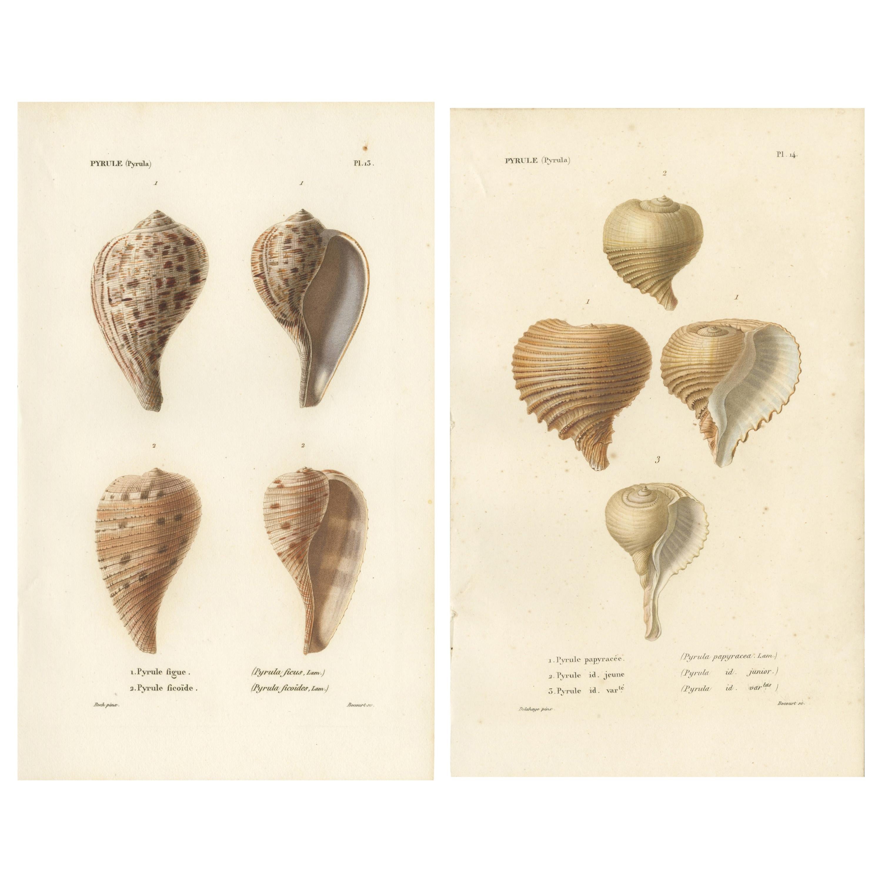 Set of 2 Antique Pyrula Shell Prints by Kiener, 'circa 1840' For Sale
