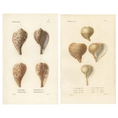 Set of 2 Antique Pyrula Shell Prints by Kiener, 'circa 1840'