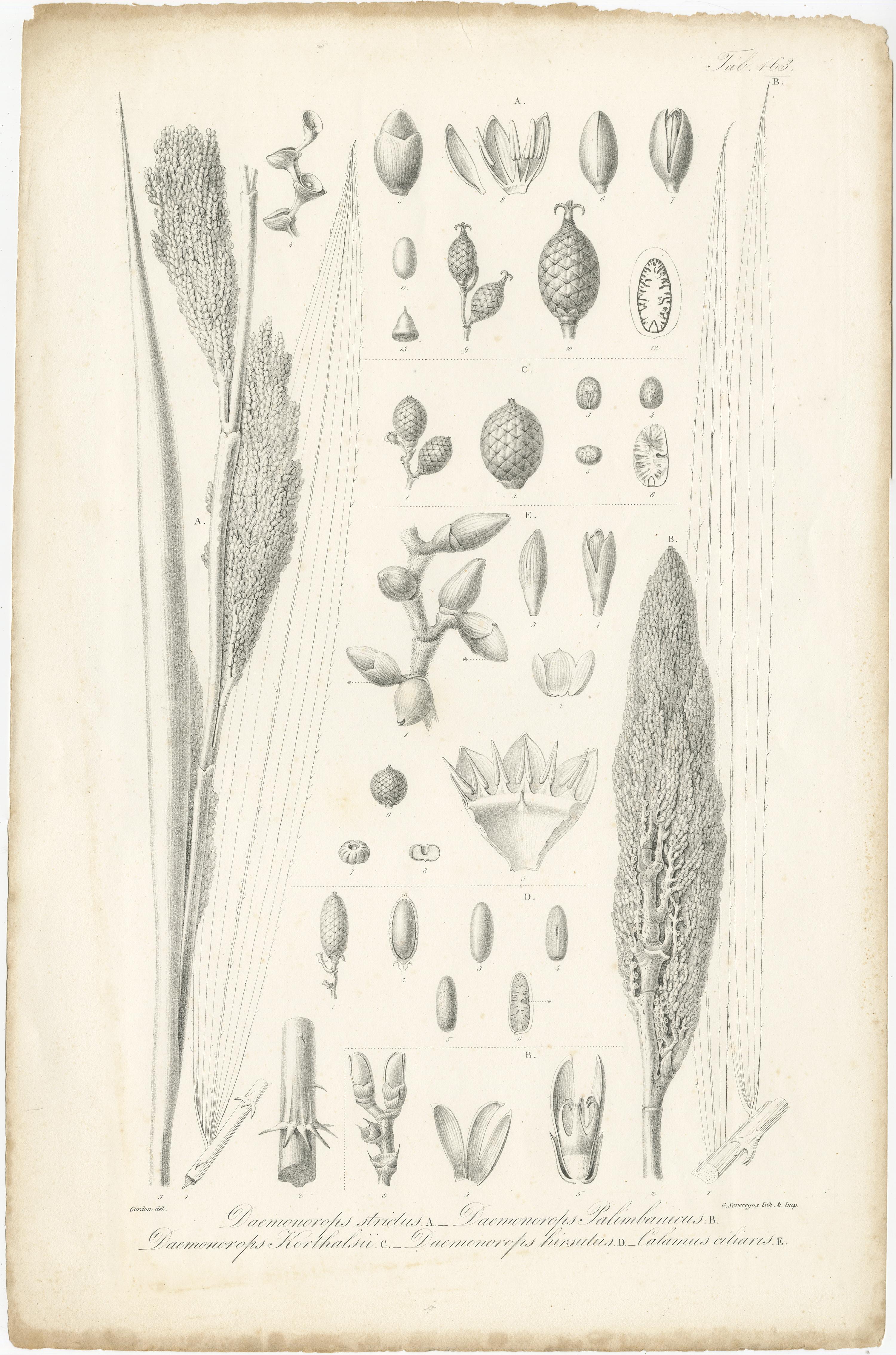 Set of two antique prints:
1) Korthalsia debilis, Korthalsia robusta (flowering plants in the palm family)
2) Daemonorops strictus, Daemonorops Palimbanicus etc. (palm species)
These prints originate from 'Rumphia' by C.L. Blume, published between