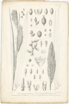 Set of 2 Botany Prints of Palm Species by Blume 'c.1840'
