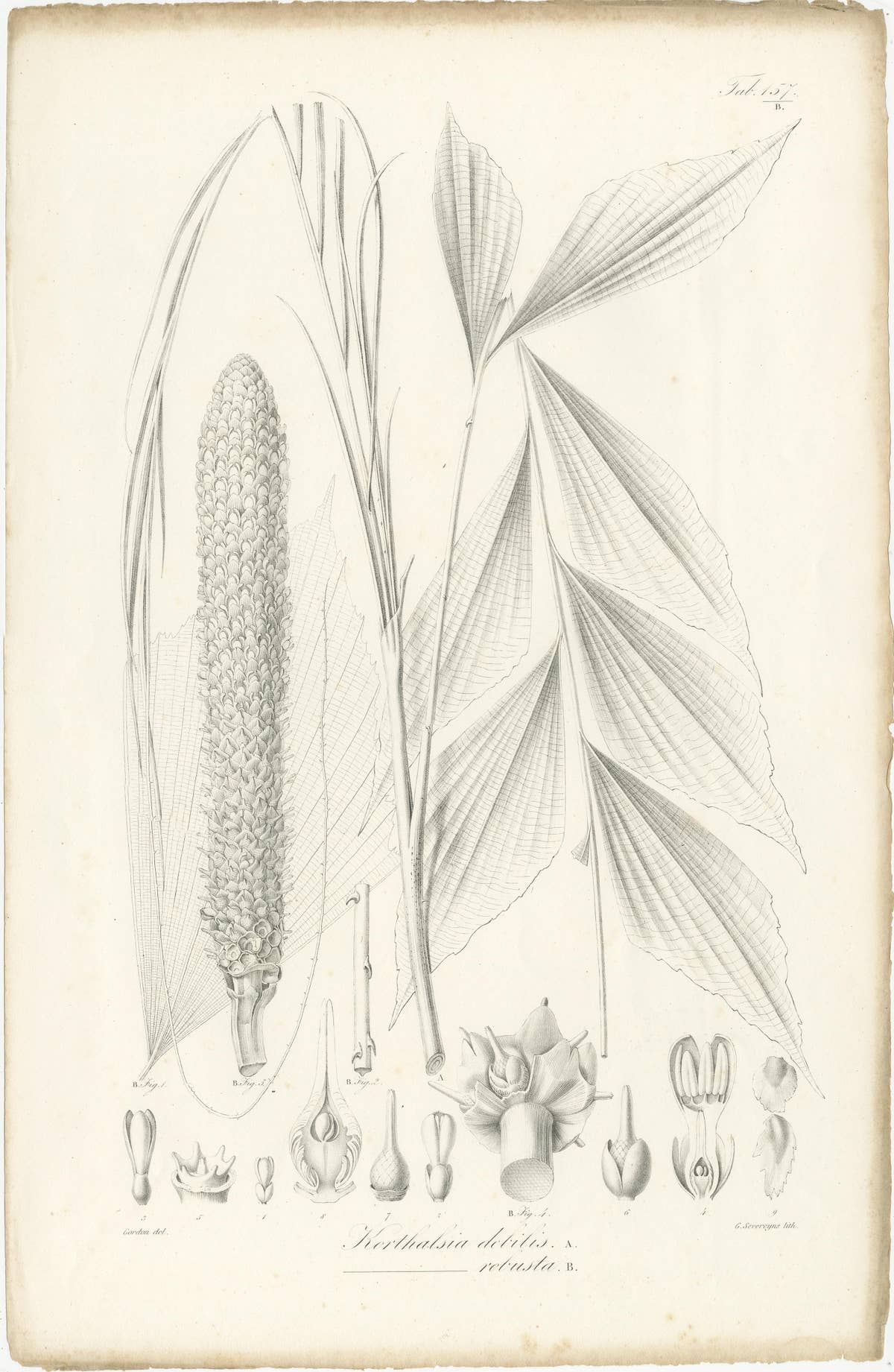 Set of 2 Botany Prints of Palm Species by Blume 'c.1840'