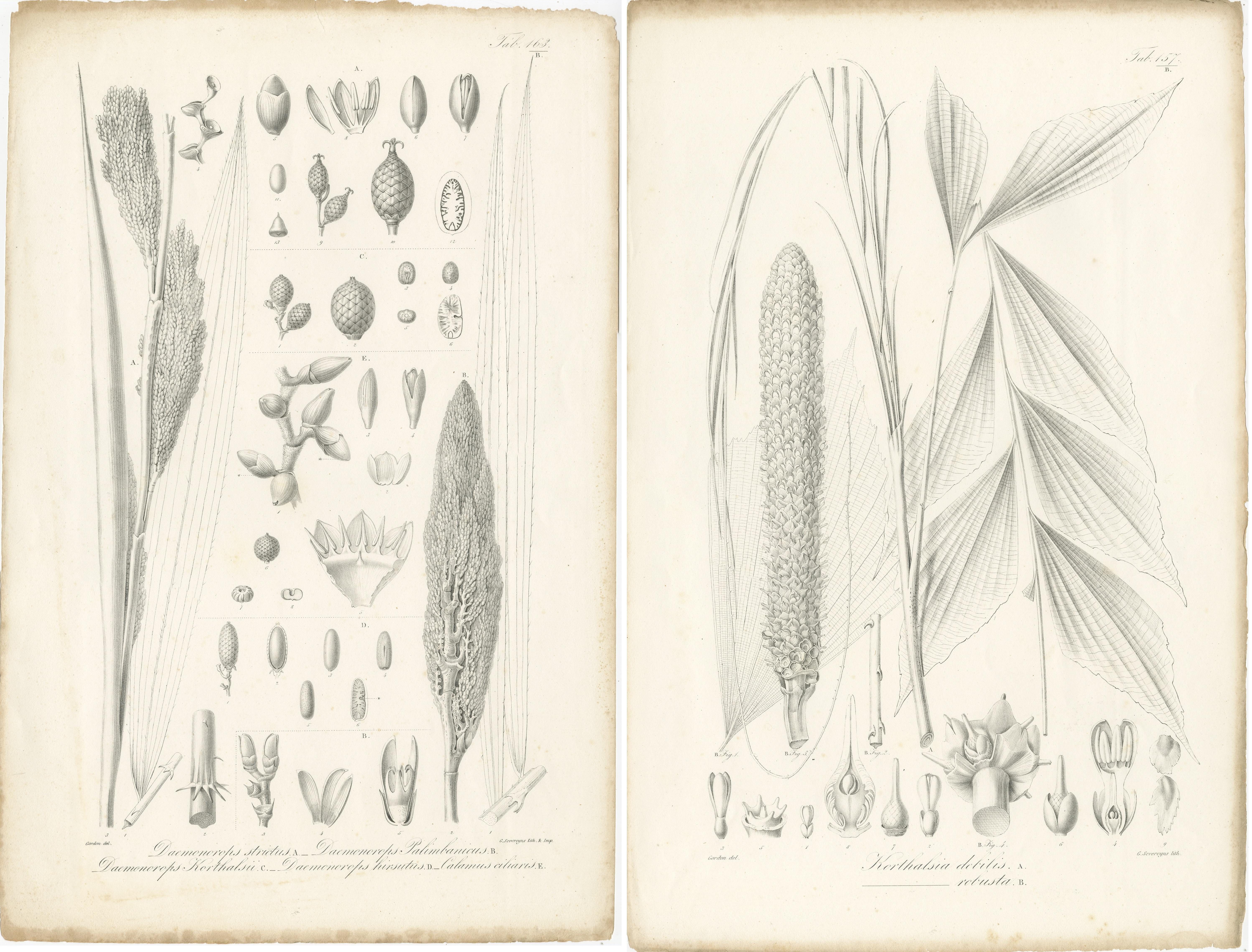 19th Century Set of 2 Botany Prints of Palm Species by Blume 'c.1840' For Sale