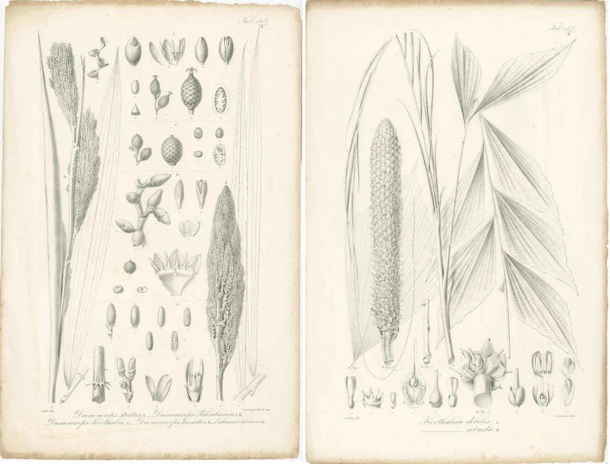 Set of 2 Botany Prints of Palm Species by Blume 'c.1840'