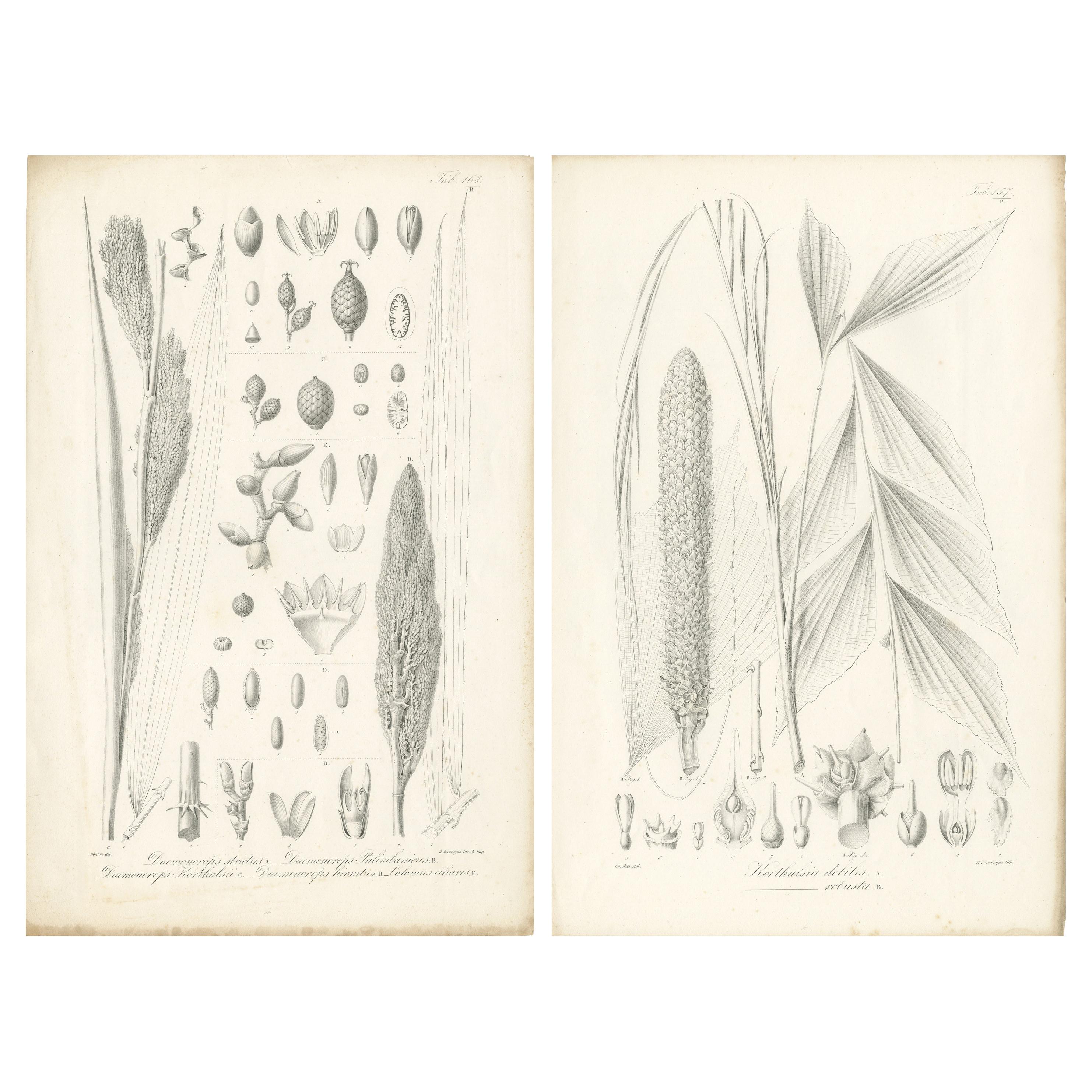Set of 2 Botany Prints of Palm Species by Blume 'c.1840' For Sale