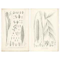 Antique Set of 2 Botany Prints of Palm Species by Blume 'c.1840'