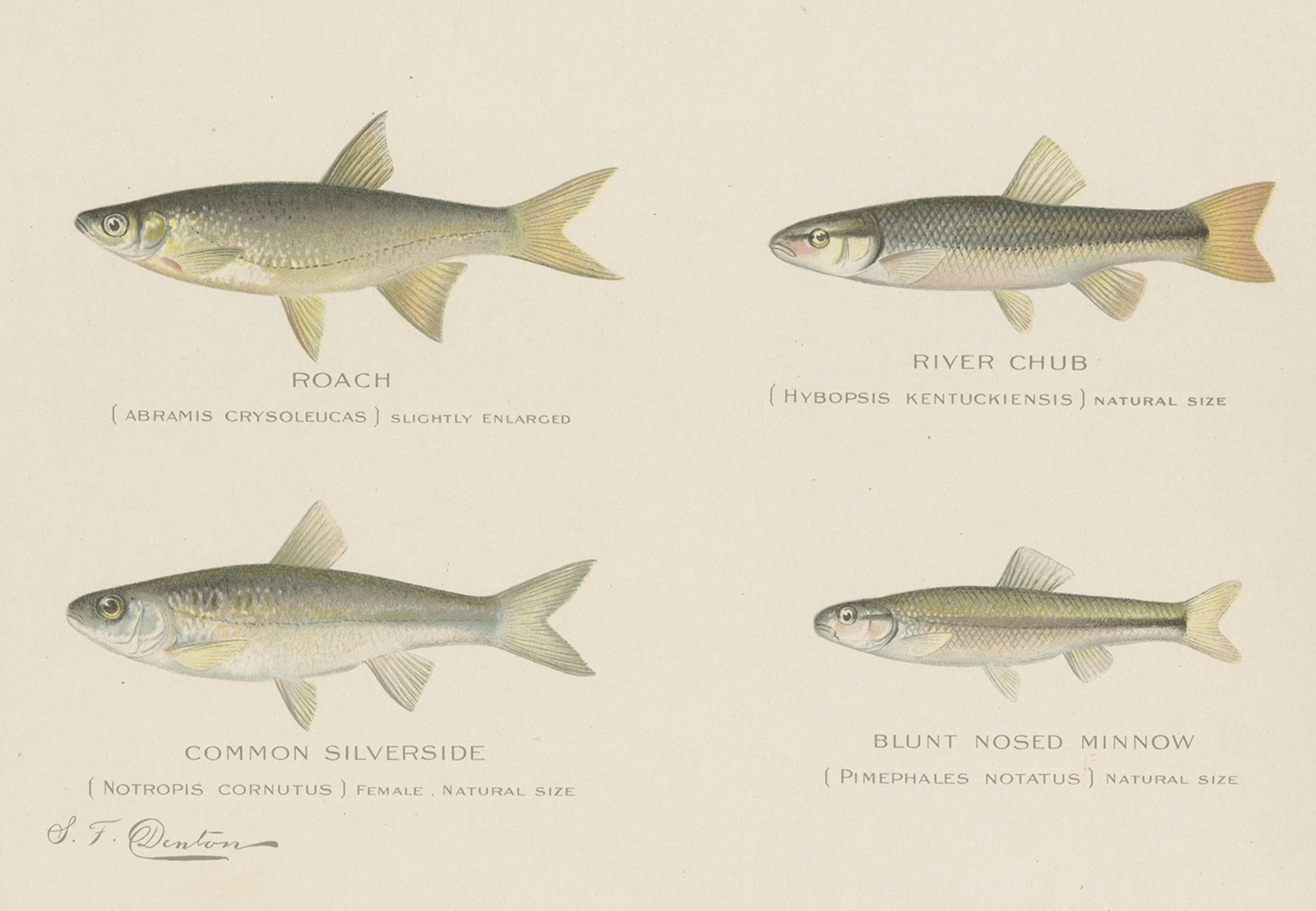 Set of 2 chromolithographs produced from the original watercolors by Sherman Foote Denton (1856-1937). The first print depicts the roach, river chub, common silverside and blunt nosed minnow. The second image depicts the Mummichog, fall fish, black