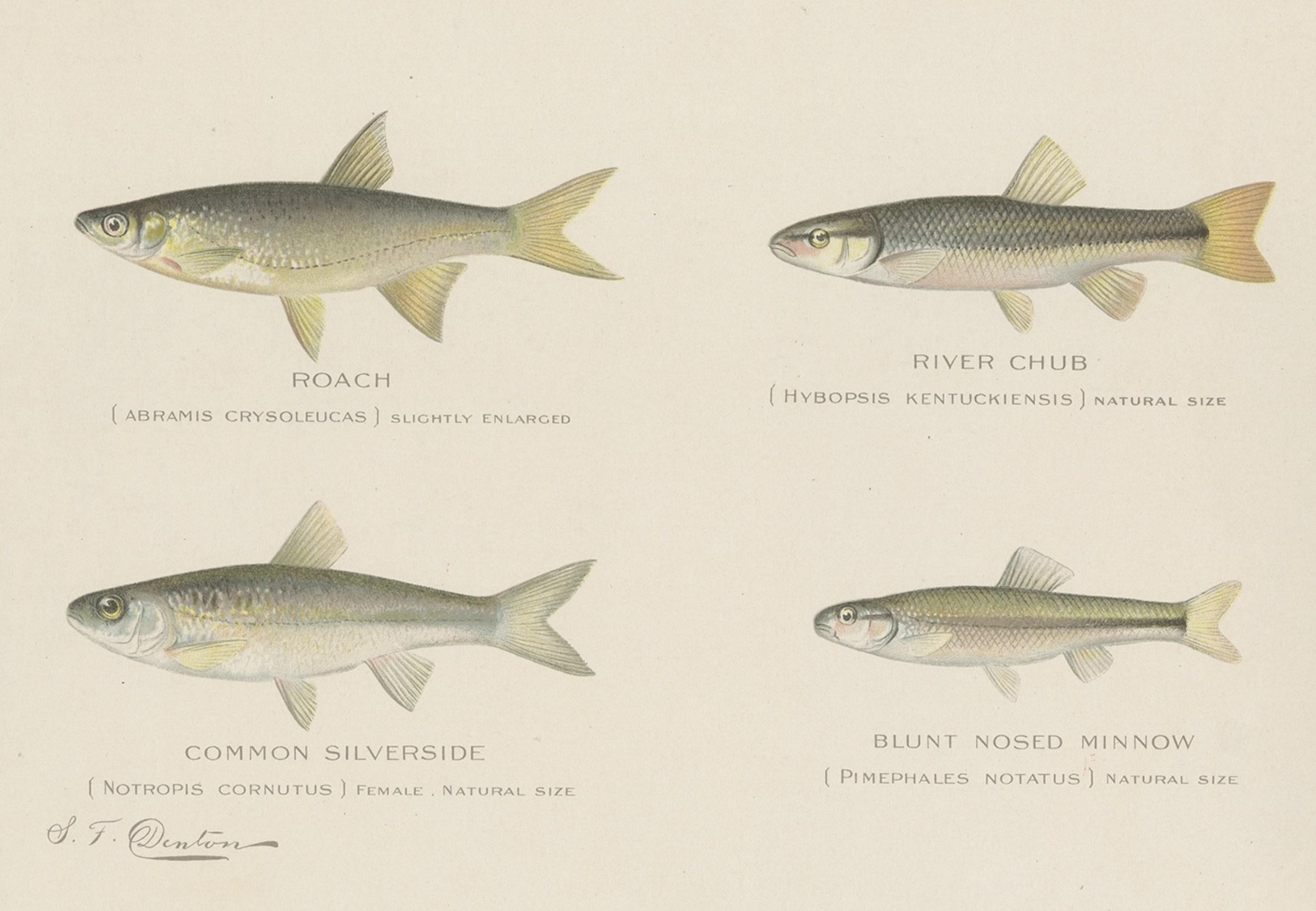 Satz von 2 Chromolithographien, die nach den Originalaquarellen von Sherman Foote Denton (1856-1937) hergestellt wurden. Der erste Abdruck zeigt das Rotauge, den Döbel, die Elritze und die stumpfe Elritze. Das zweite Bild zeigt den Mummichog, den