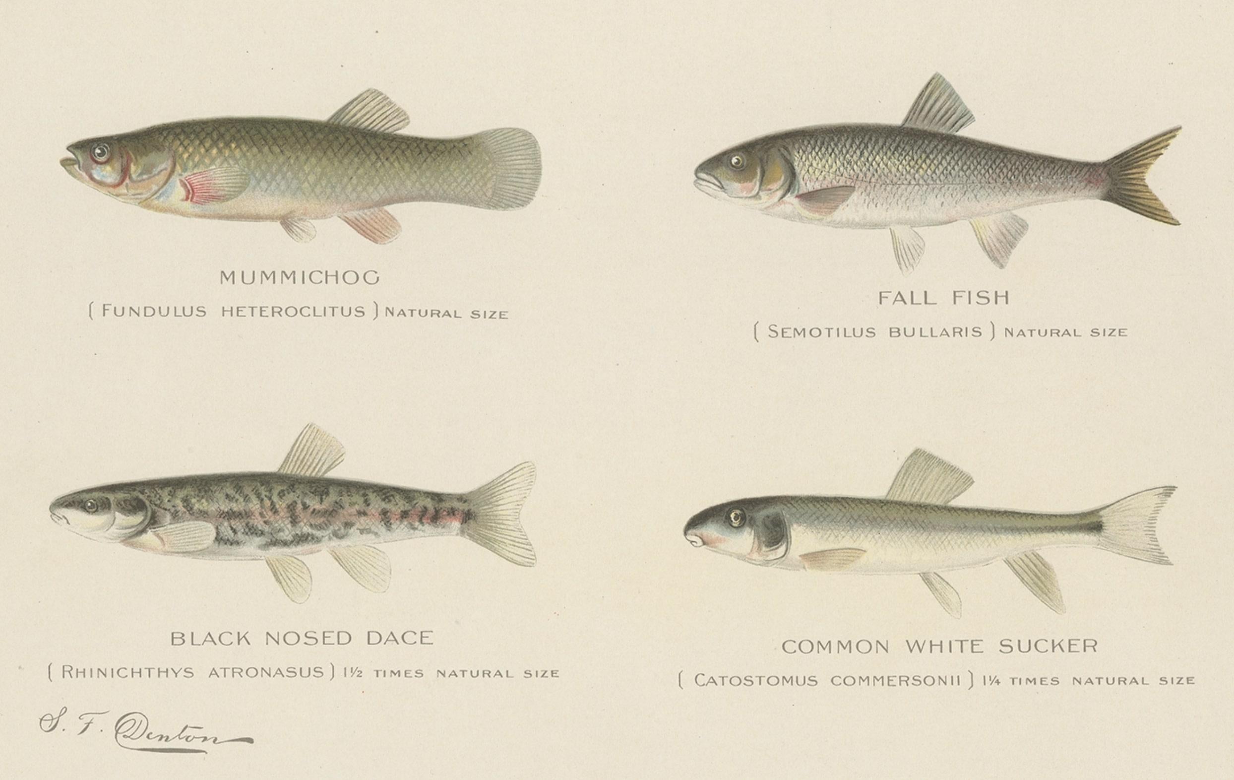 Set von 2 Chromolithografien mit der Darstellung von acht „8“ Fischenarten, ca.1902 im Zustand „Gut“ im Angebot in Langweer, NL