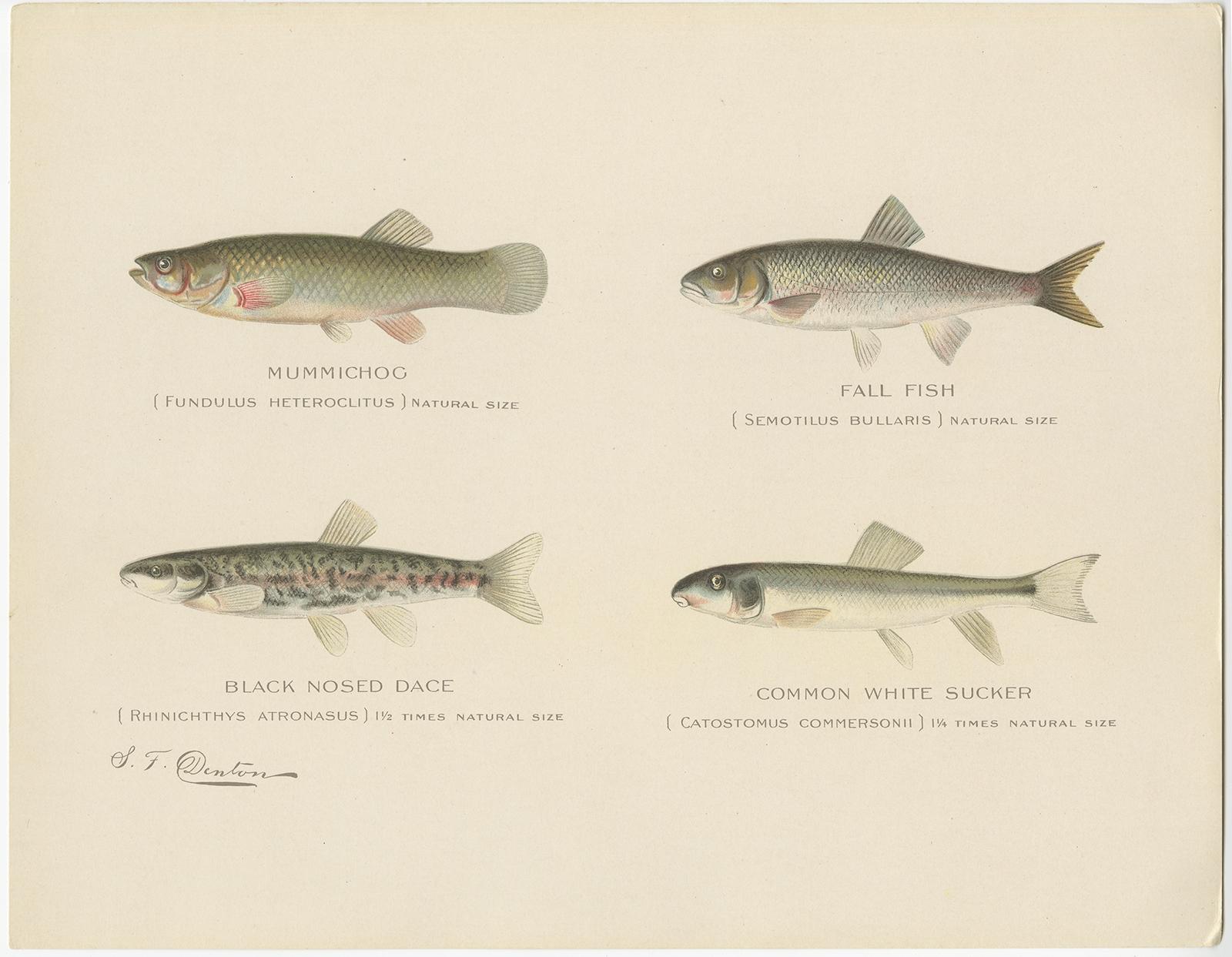 Set von 2 Chromolithografien mit der Darstellung von acht „8“ Fischenarten, ca.1902 (Frühes 20. Jahrhundert) im Angebot