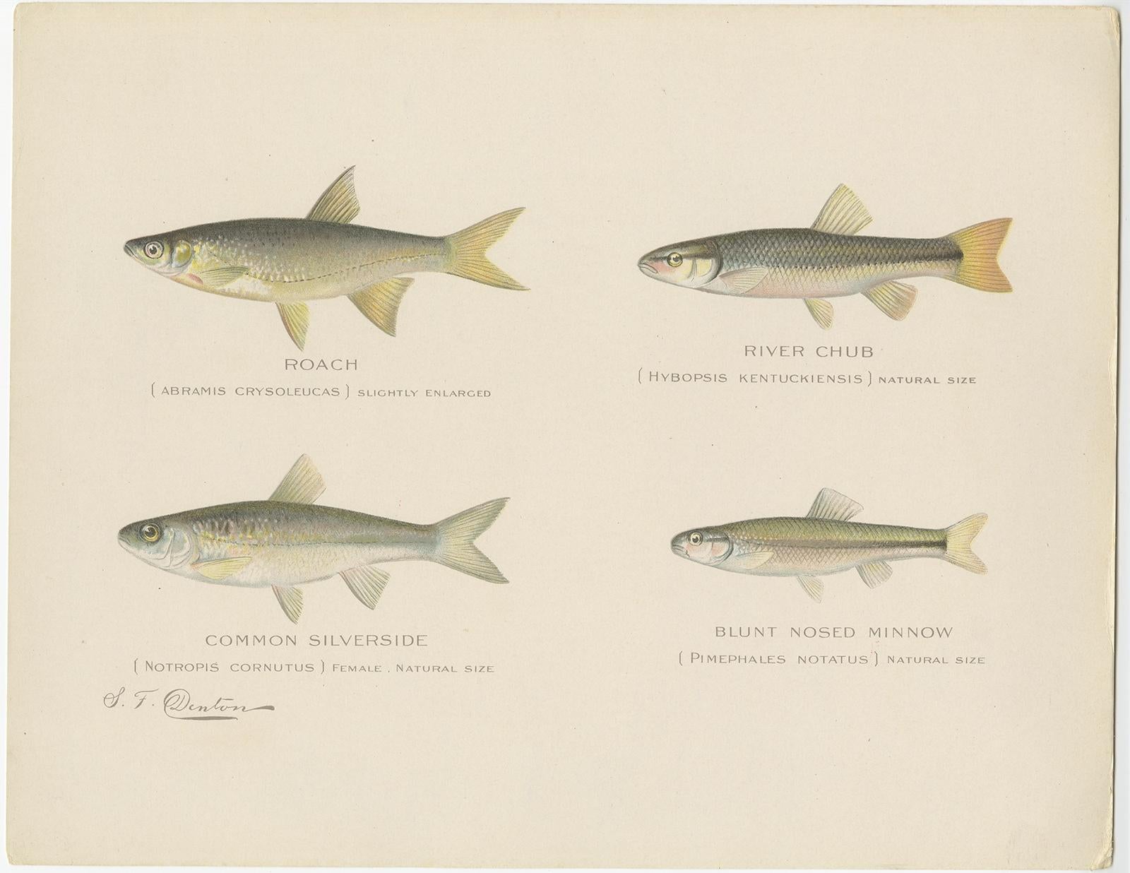 Set von 2 Chromolithografien mit der Darstellung von acht „8“ Fischenarten, ca.1902 (Papier) im Angebot