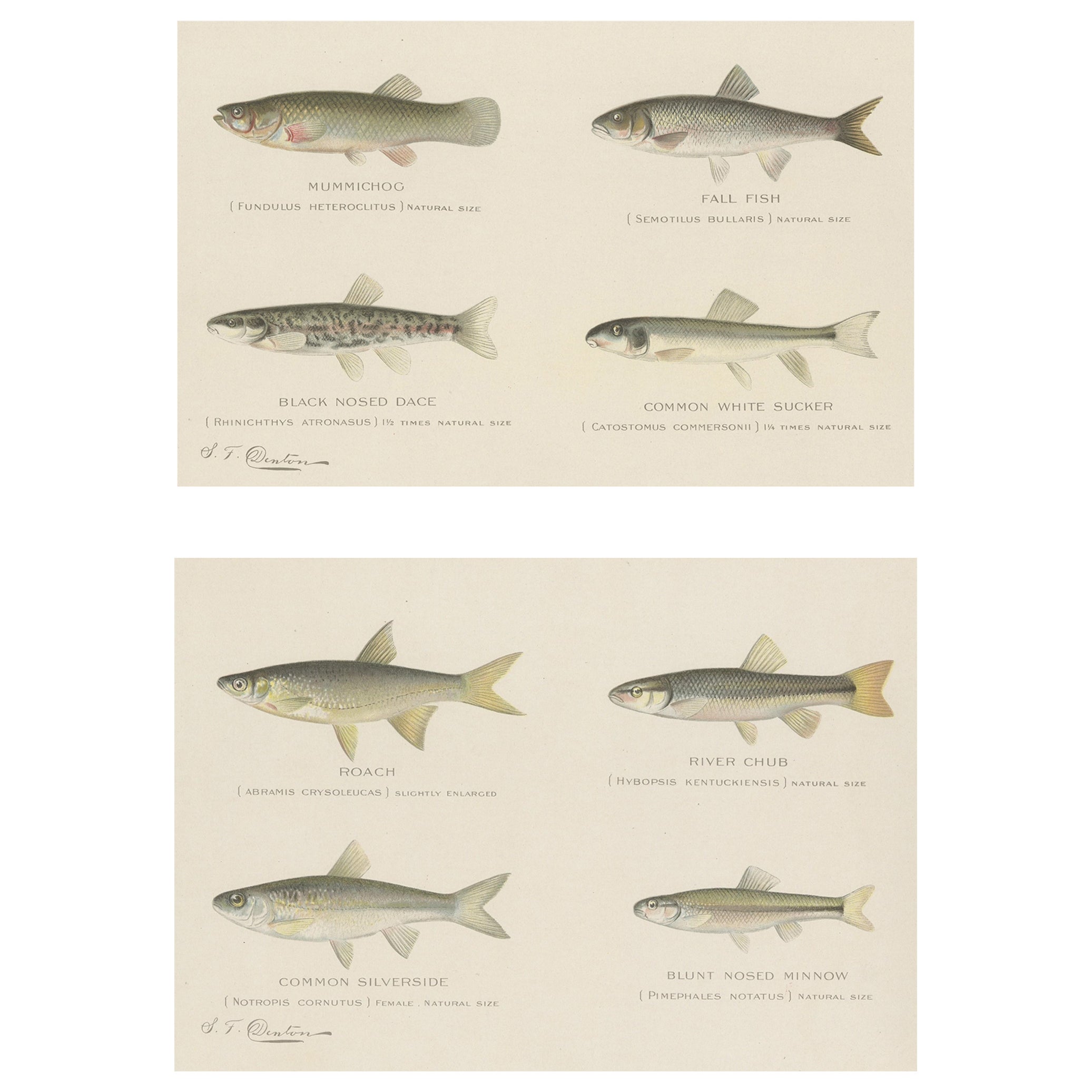 Set von 2 Chromolithografien mit der Darstellung von acht „8“ Fischenarten, ca.1902