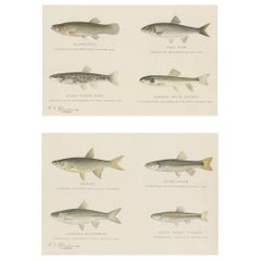 Set von 2 Chromolithografien mit der Darstellung von acht „8“ Fischenarten, ca.1902