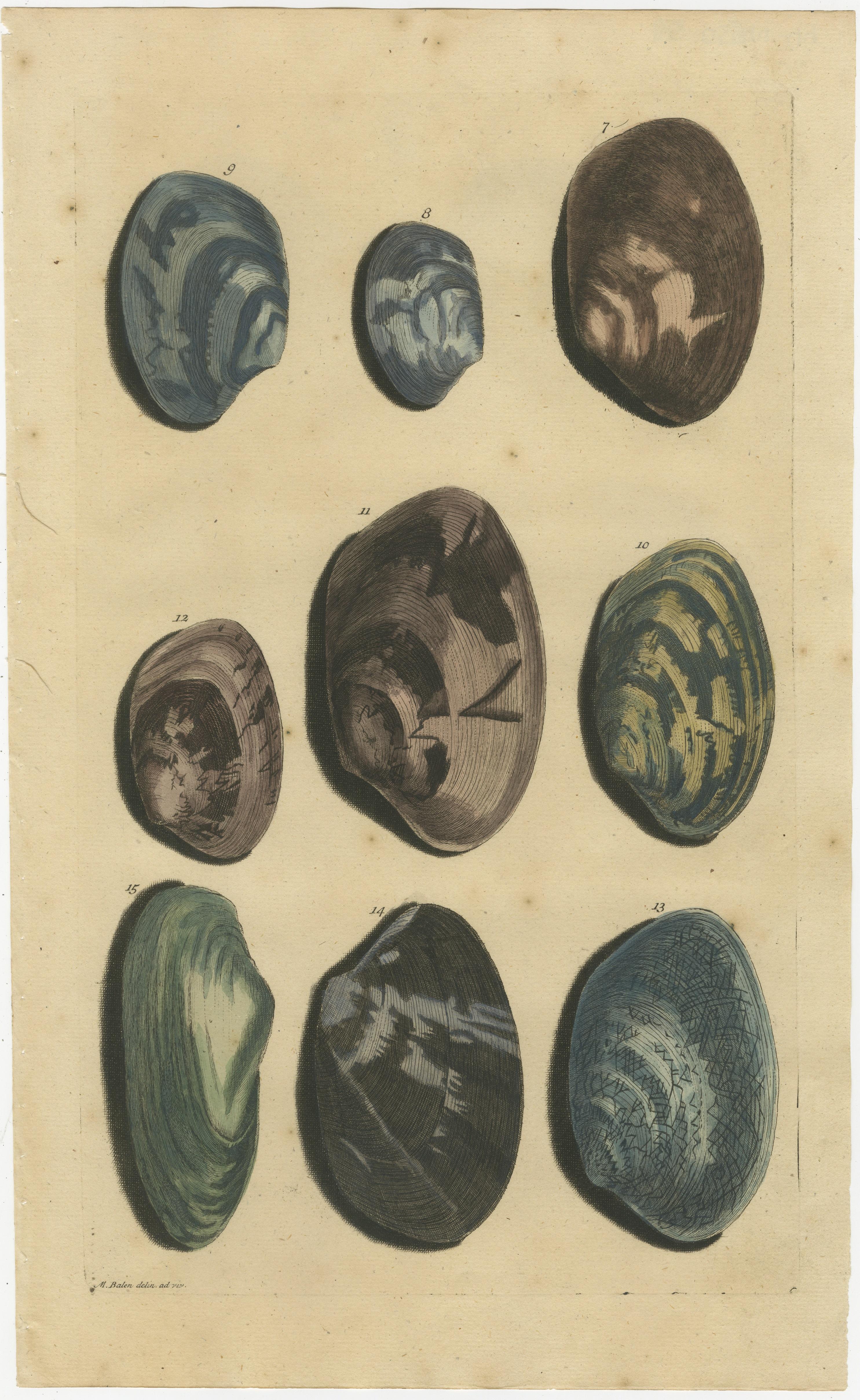 Set of two antique prints of various sea shells and molluscs. These print originate from 'Oud en Nieuw Oost-Indiën' by F. Valentijn.

François Valentyn or Valentijn (17 April 1666 – 6 August 1727) was a Dutch Calvinist minister, naturalist and