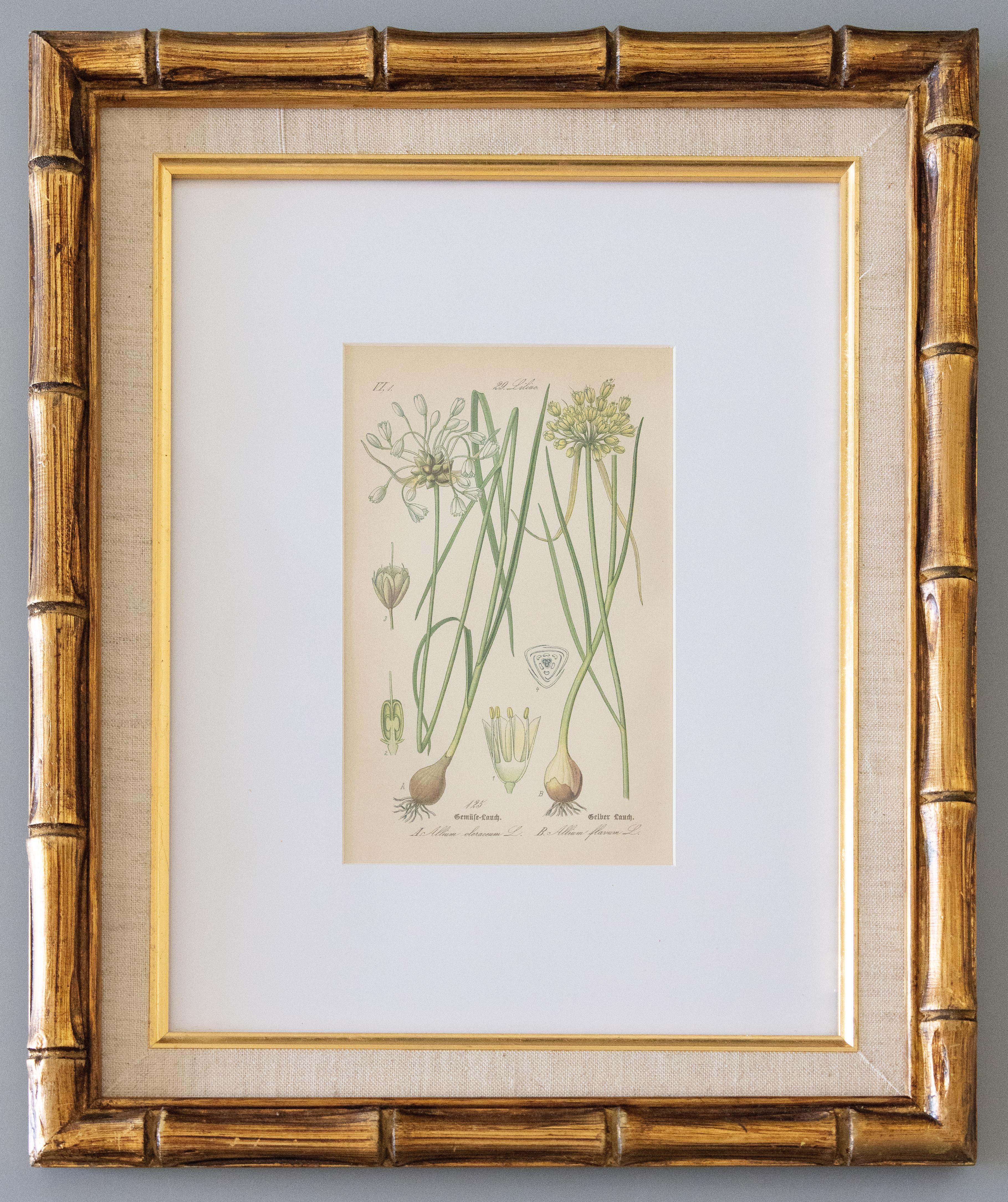Vibrant custom framed 19th century floral botanical engravings from Prof. Dr. Otto Wilhelm Thome's 