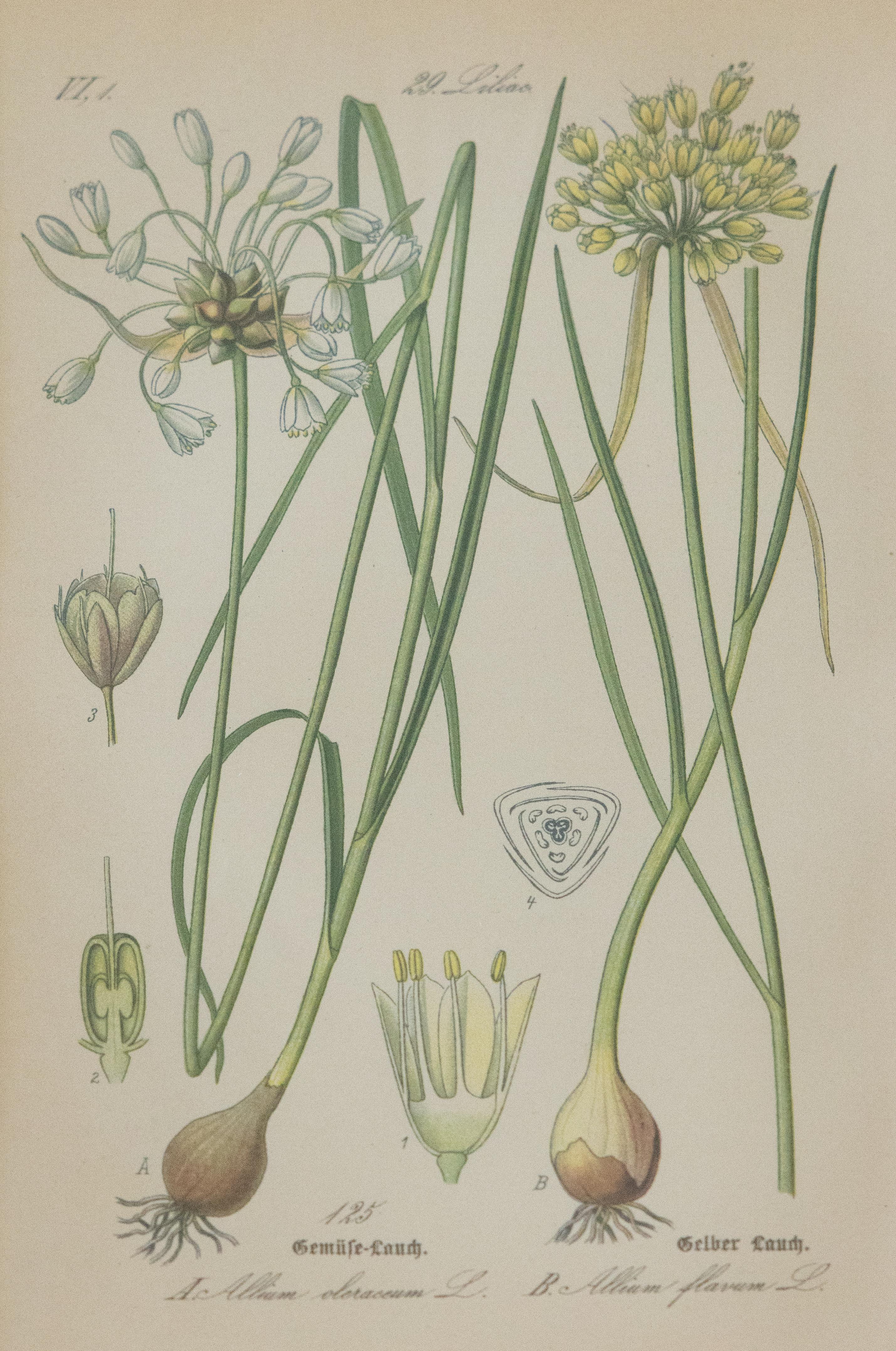 German Set of 2 Custom Framed Antique Floral Botanical Engravings  For Sale