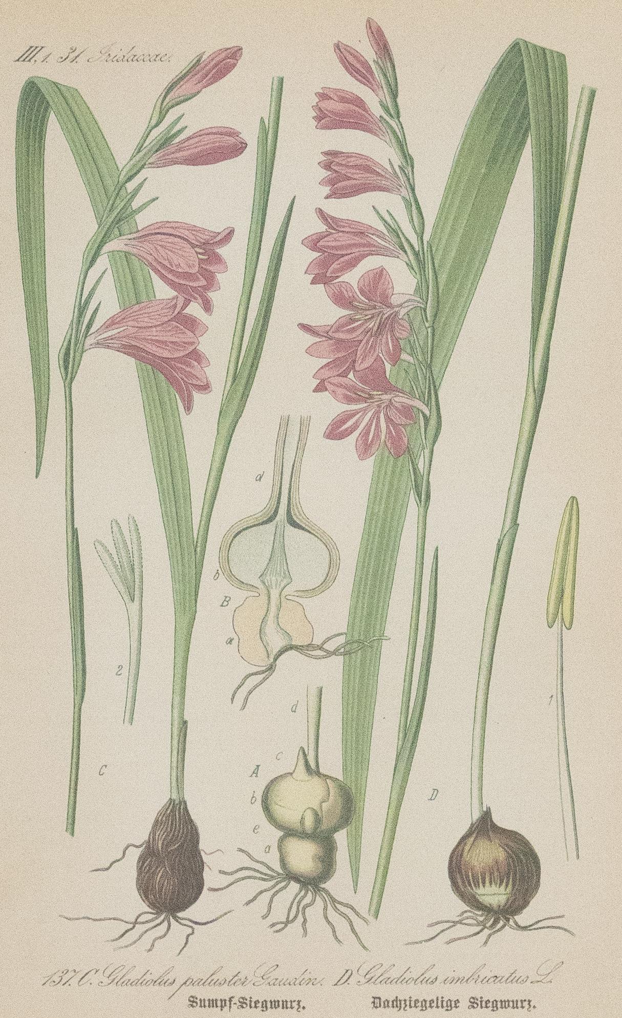 Late 19th Century Set of 2 Custom Framed Antique Floral Botanical Engravings  For Sale