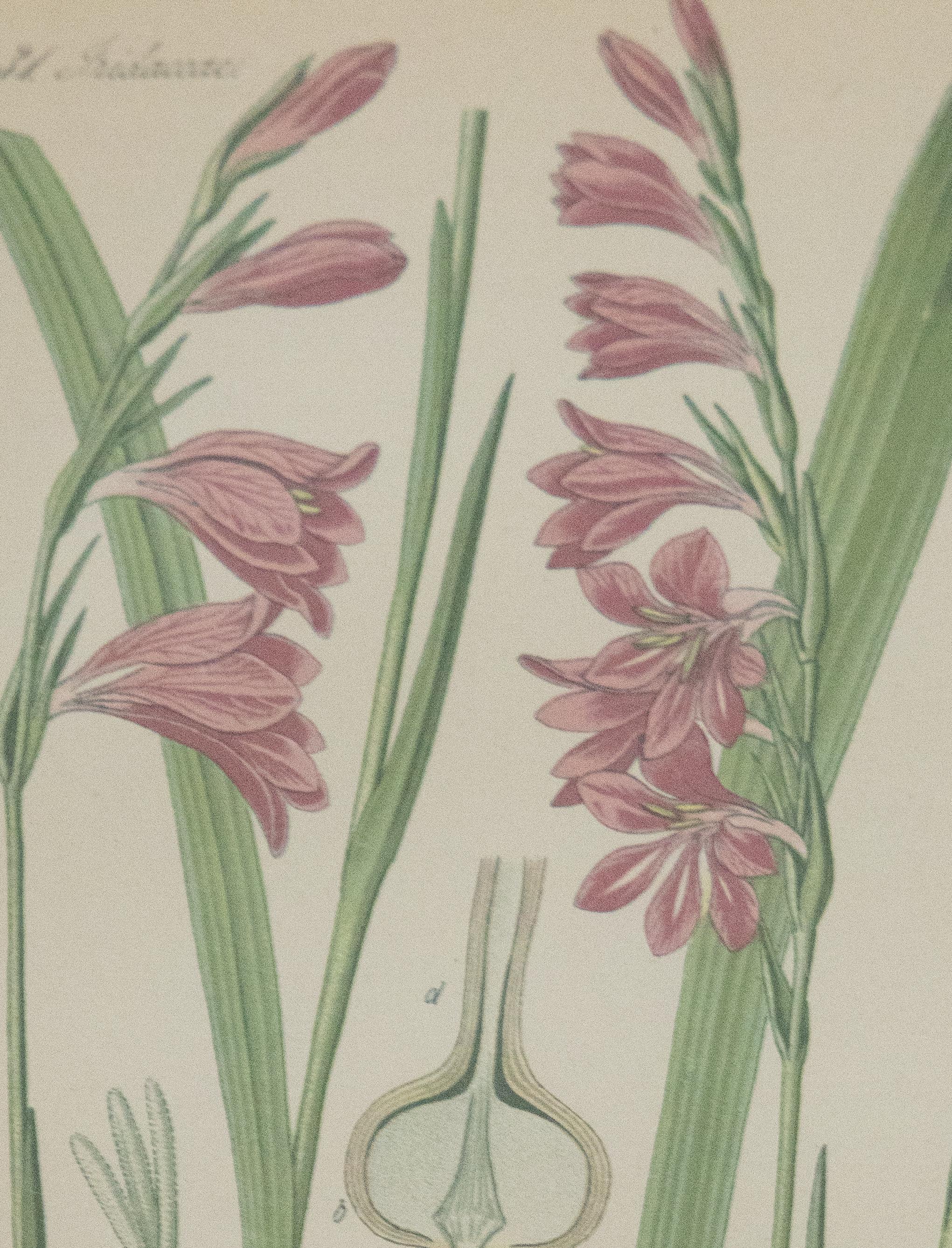Glass Set of 2 Custom Framed Antique Floral Botanical Engravings  For Sale