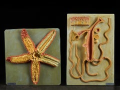 Lote de 2 Moldes Didácticos Dr. Auzoux, Órganos Internos + Corte Transversal Estrella de Mar