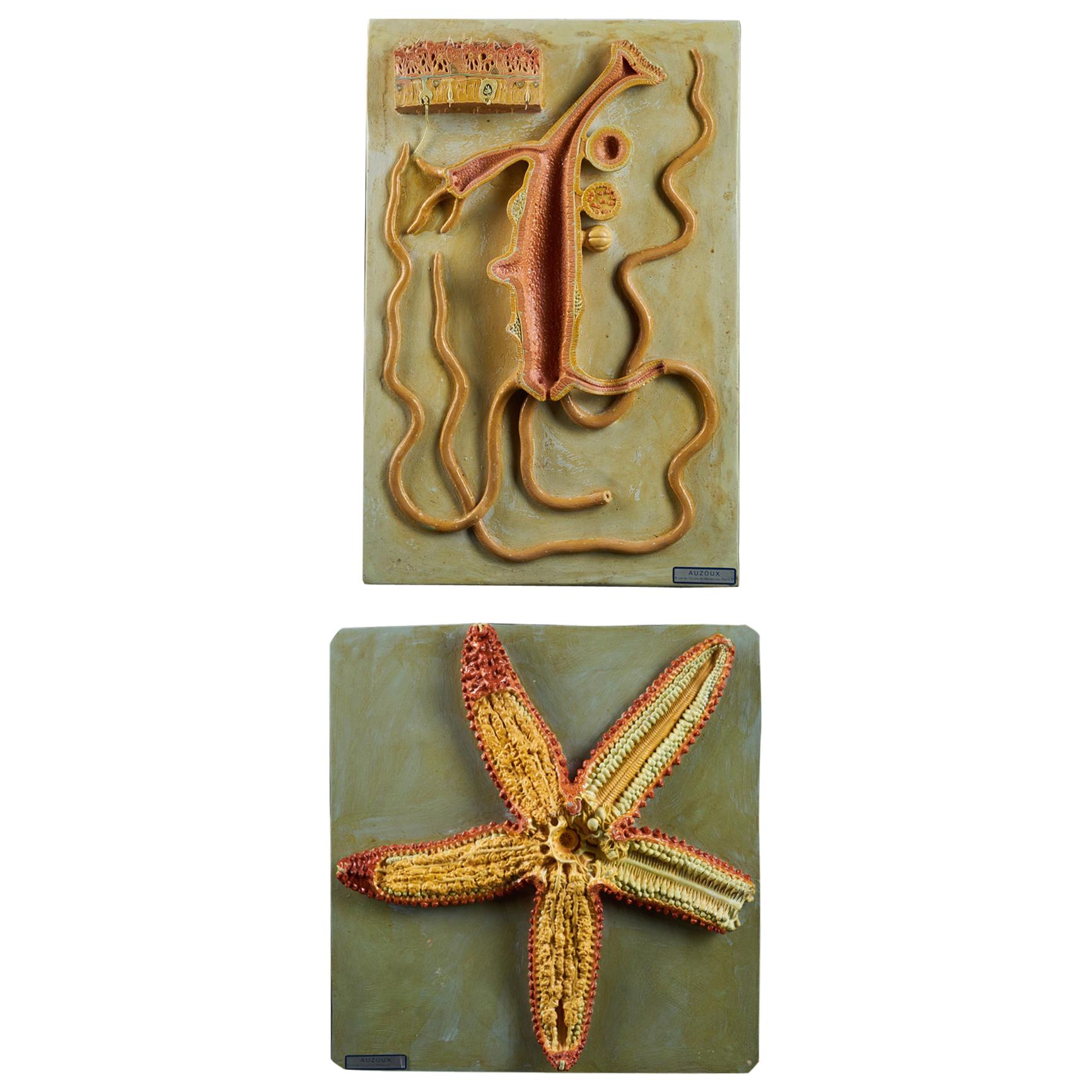 Set of 2 Didactic Dr. Auzoux Molding, Internal Organs + Starfish Transversal Cut