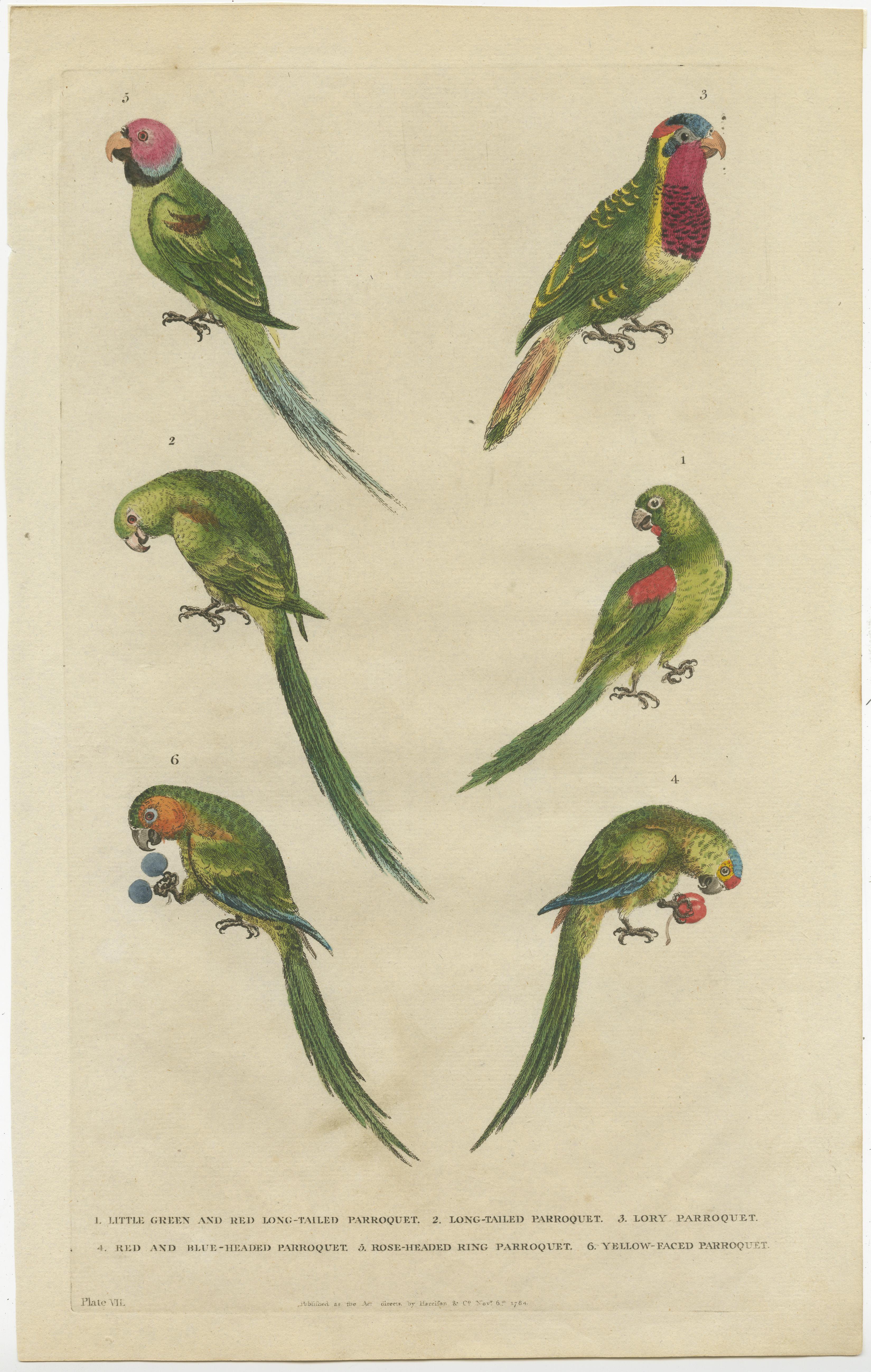 Set of two antique bird prints titled 'Little Green and Red Long-Tailed Parroquet - Long-Tailed Parroquet'. These prints shown various parakeet species. Originates from 'A New Dictionary of Natural History' by William Frederick Marytn, published by
