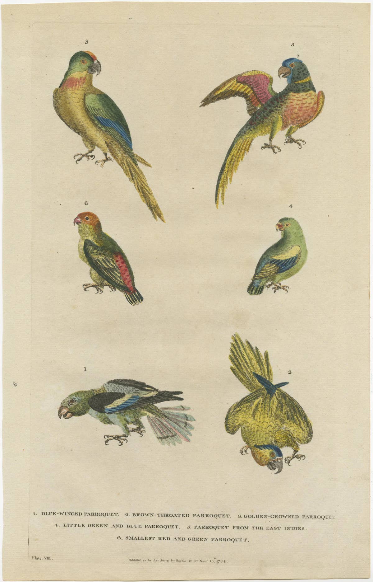 Set of 2 Hand Colored Antique Bird Prints of Parakeet Species, c.1785