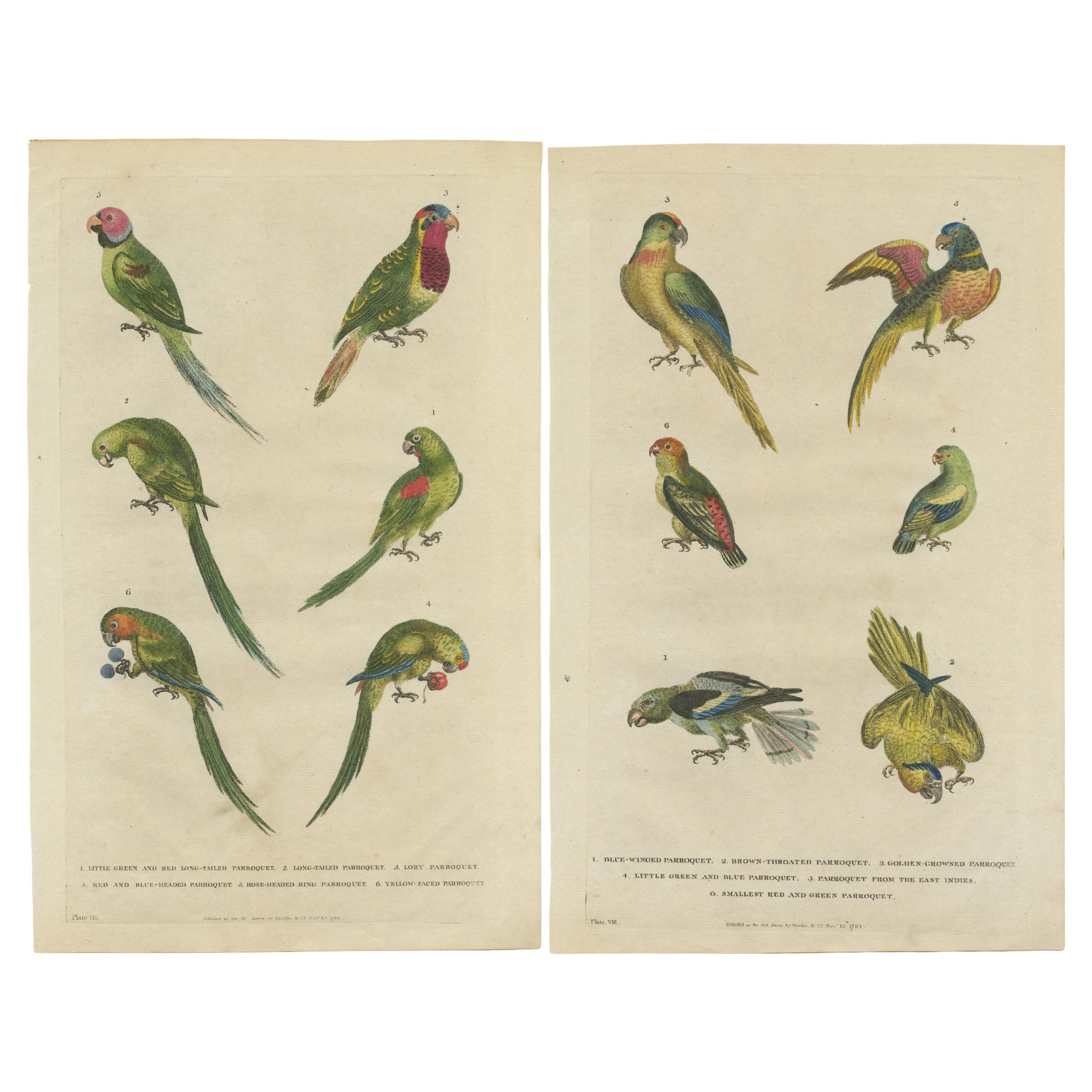 Set of 2 Hand Colored Antique Bird Prints of Parakeet Species