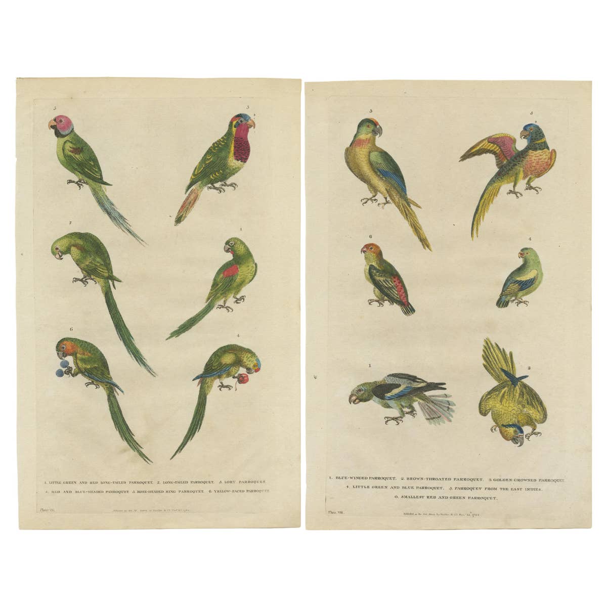 Set of 2 Hand Colored Antique Bird Prints of Parakeet Species, c.1785