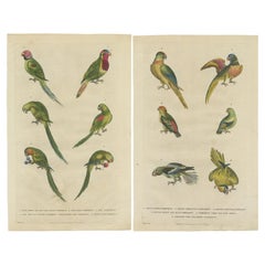 Set of 2 Hand Colored Antique Bird Prints of Parakeet Species
