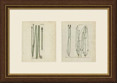 Set di 2 incisioni colorate a mano raffiguranti l'equiseto, in versione grezza e variegata, 1806-1809