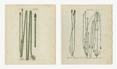 Set di 2 incisioni colorate a mano raffiguranti l'equiseto, in versione grezza e variegata, 1806-1809